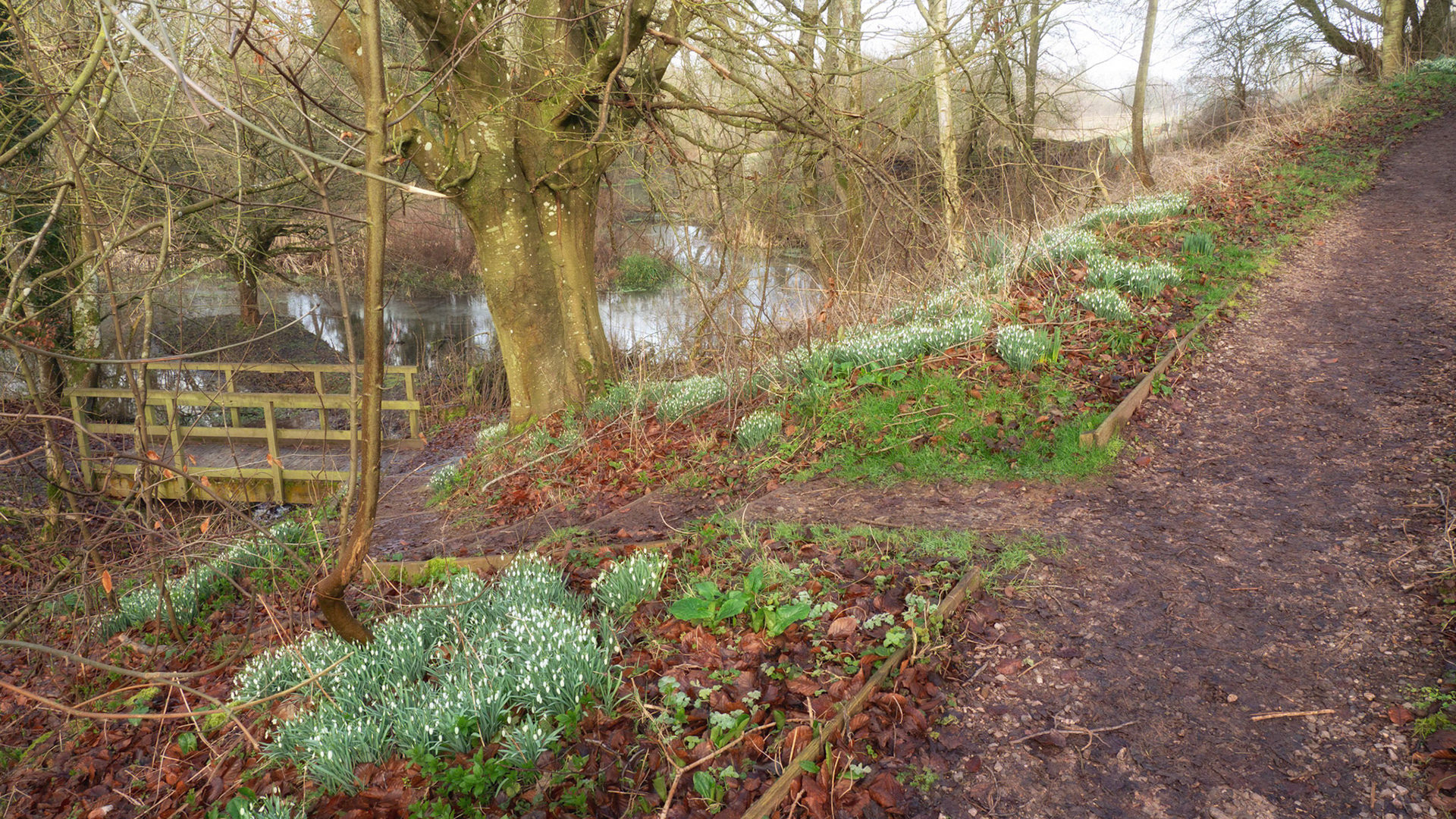Snowdrops at Letcombe Valley Nature Reserve