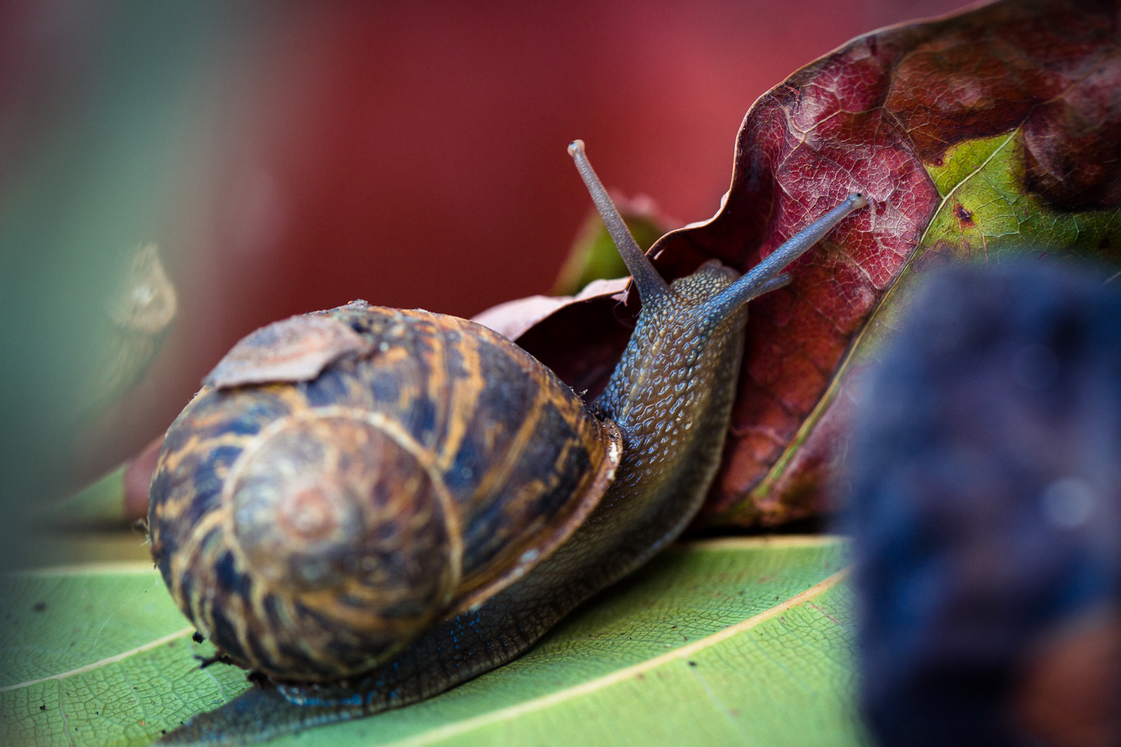 Garden Snail on the Balcony | photograph by Ben Kamprath