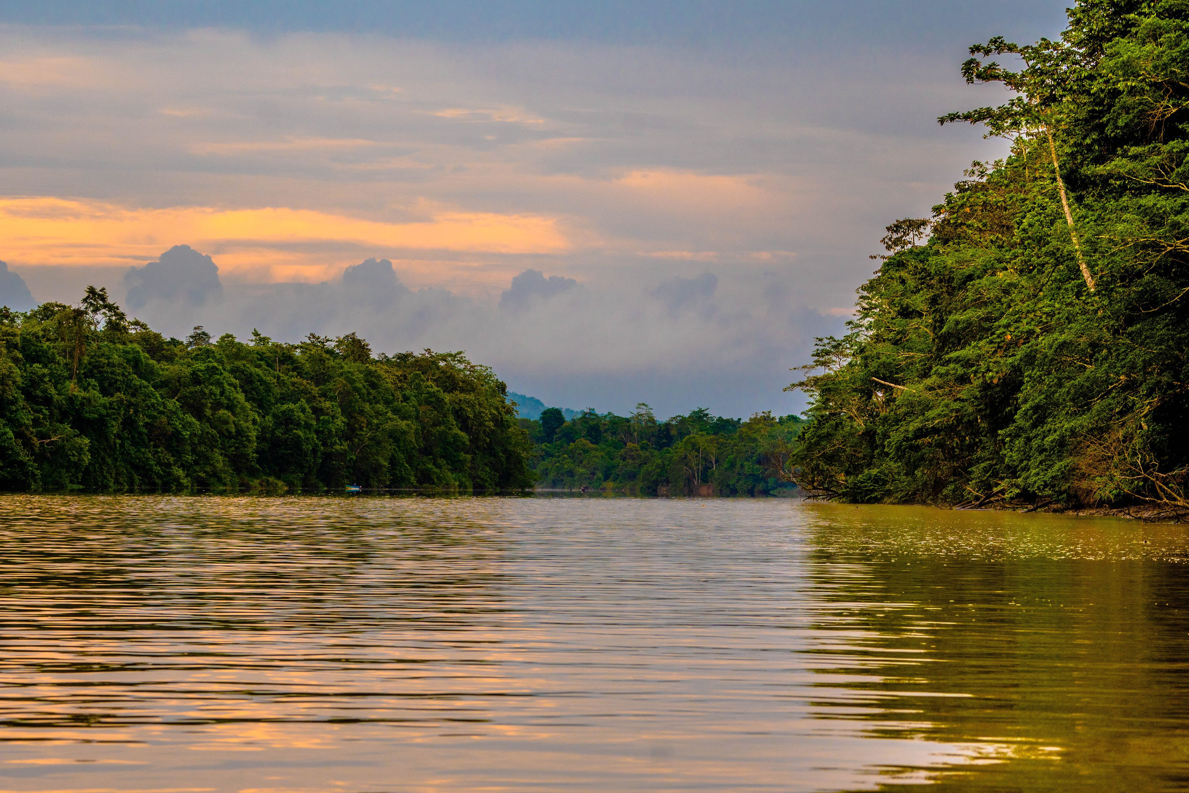Джунгли Борнео фото