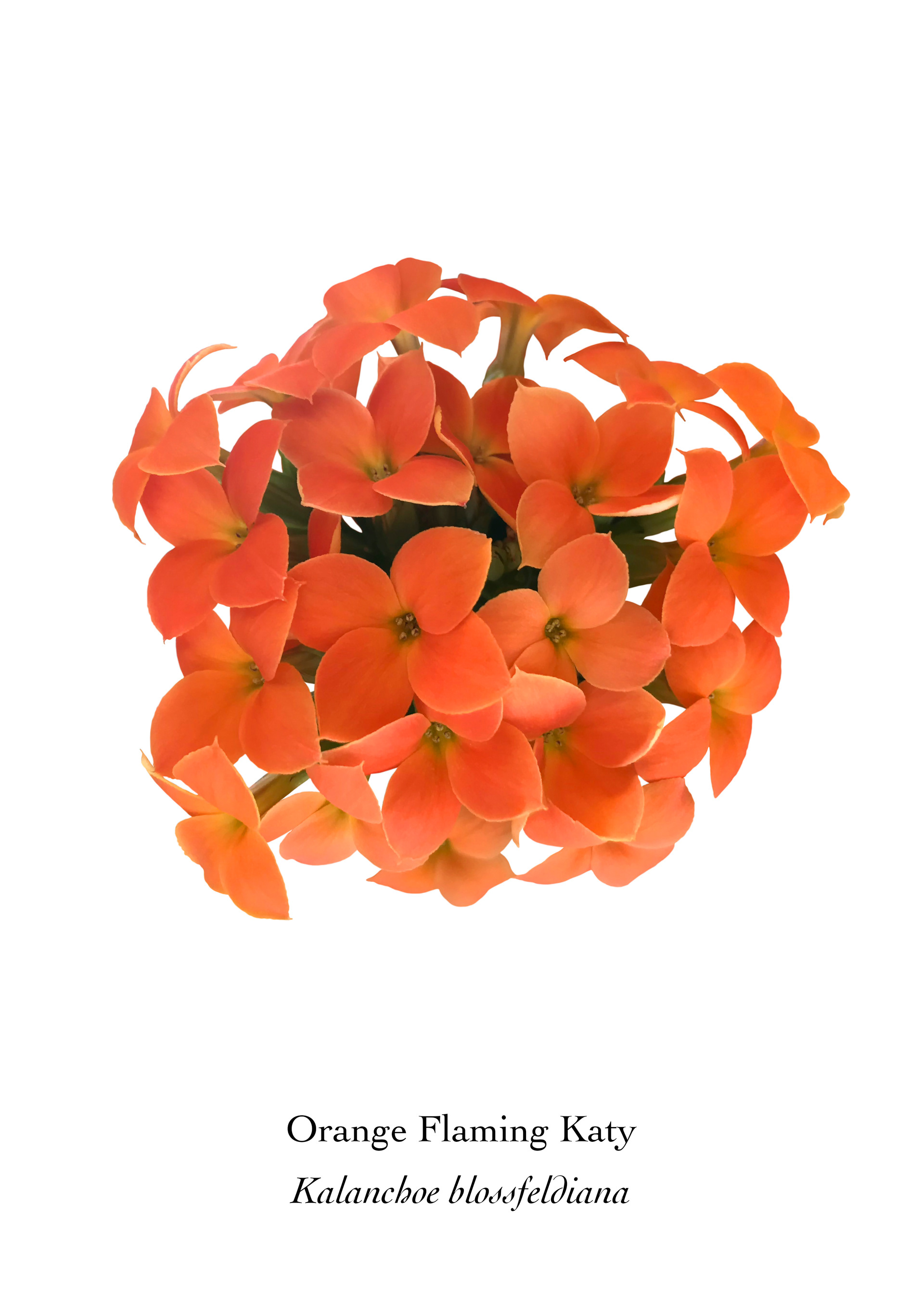 Available at: https://displate.com/displate/1524051