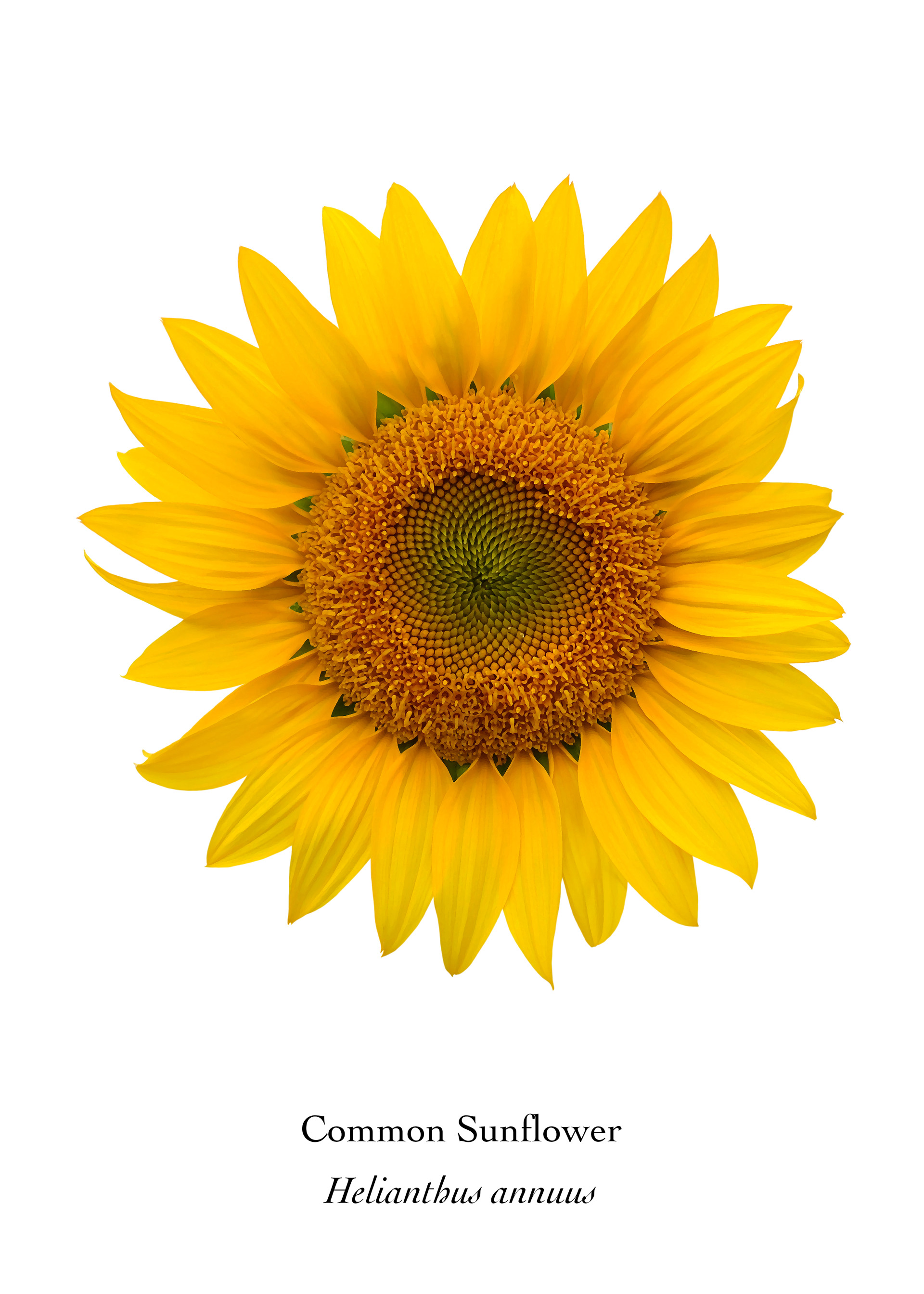 Available at: https://displate.com/displate/1592395