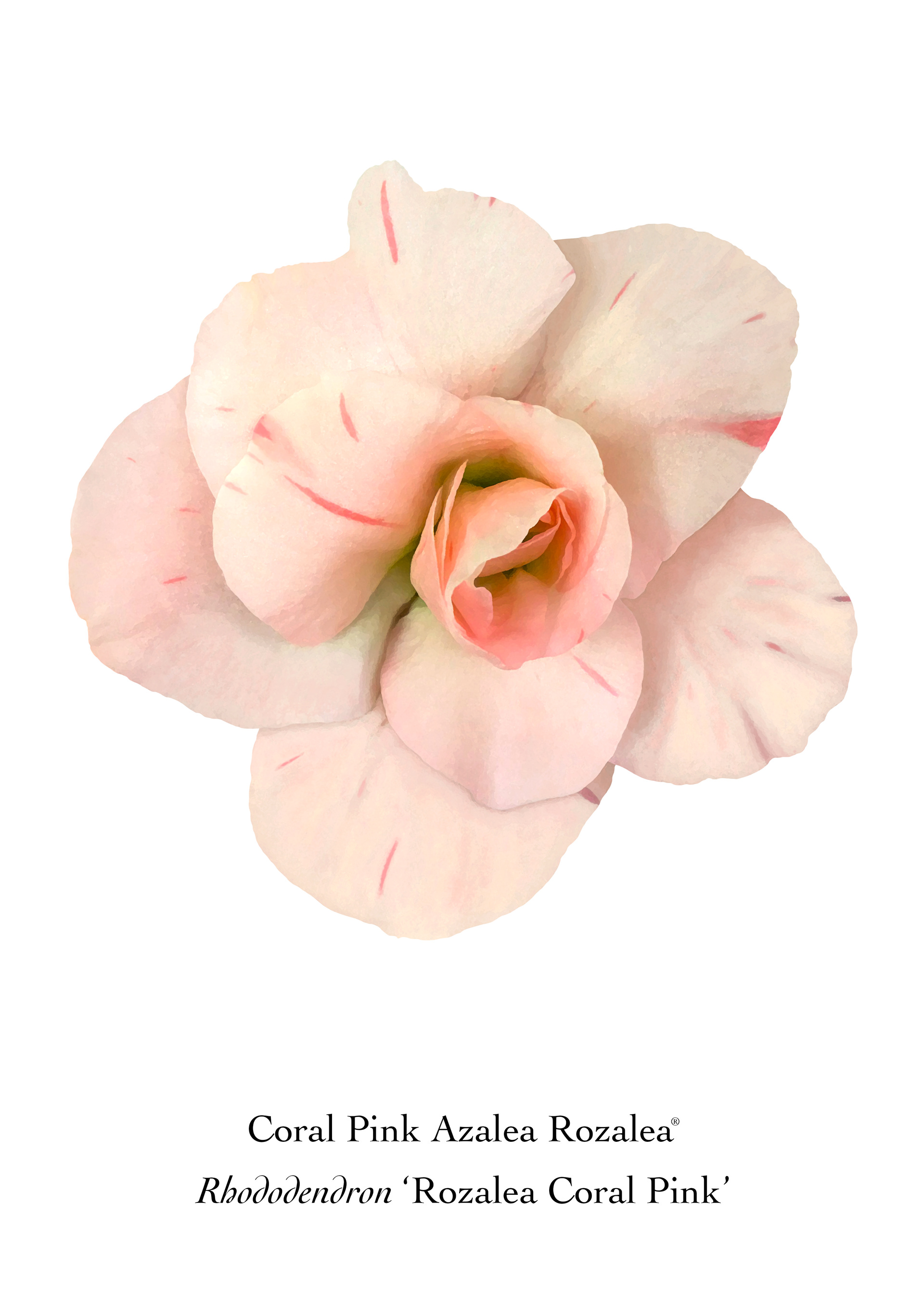 Available at: https://displate.com/displate/1919432