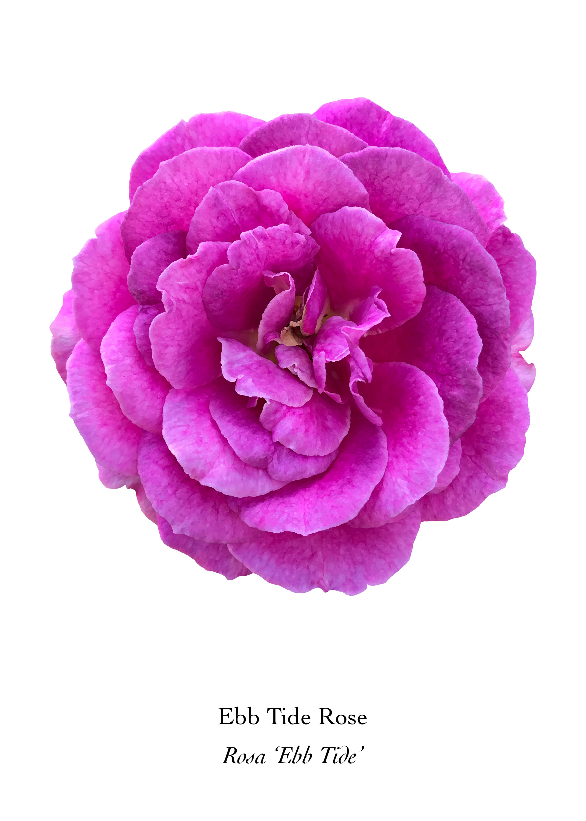 Available at: https://displate.com/displate/1786325