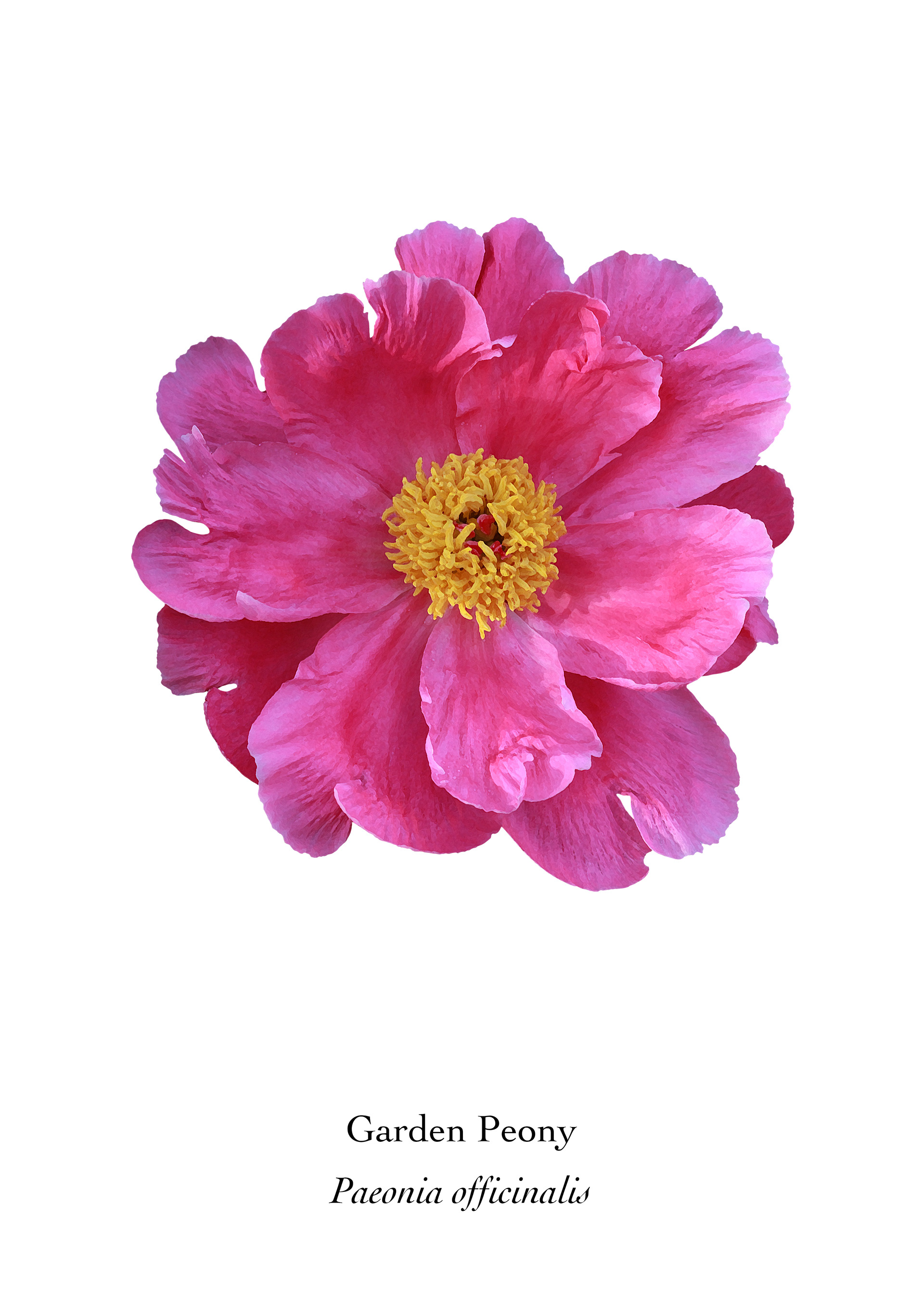 Available at: https://displate.com/displate/1438362