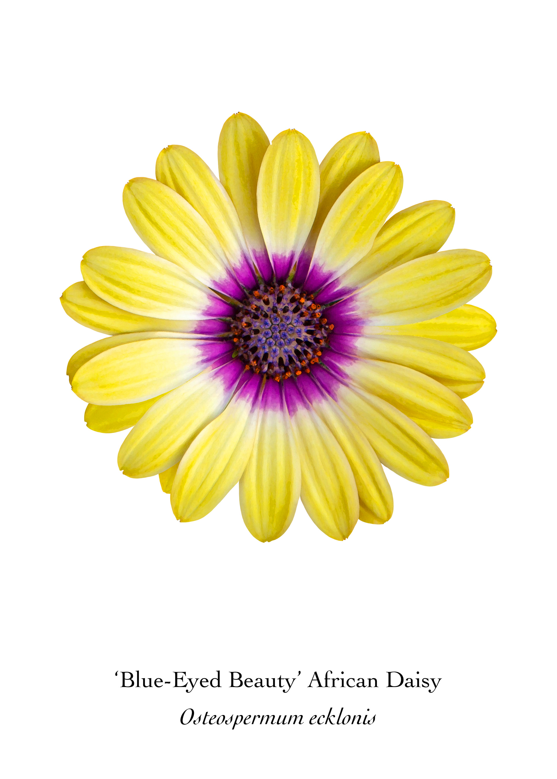 Available at: https://displate.com/displate/1621454