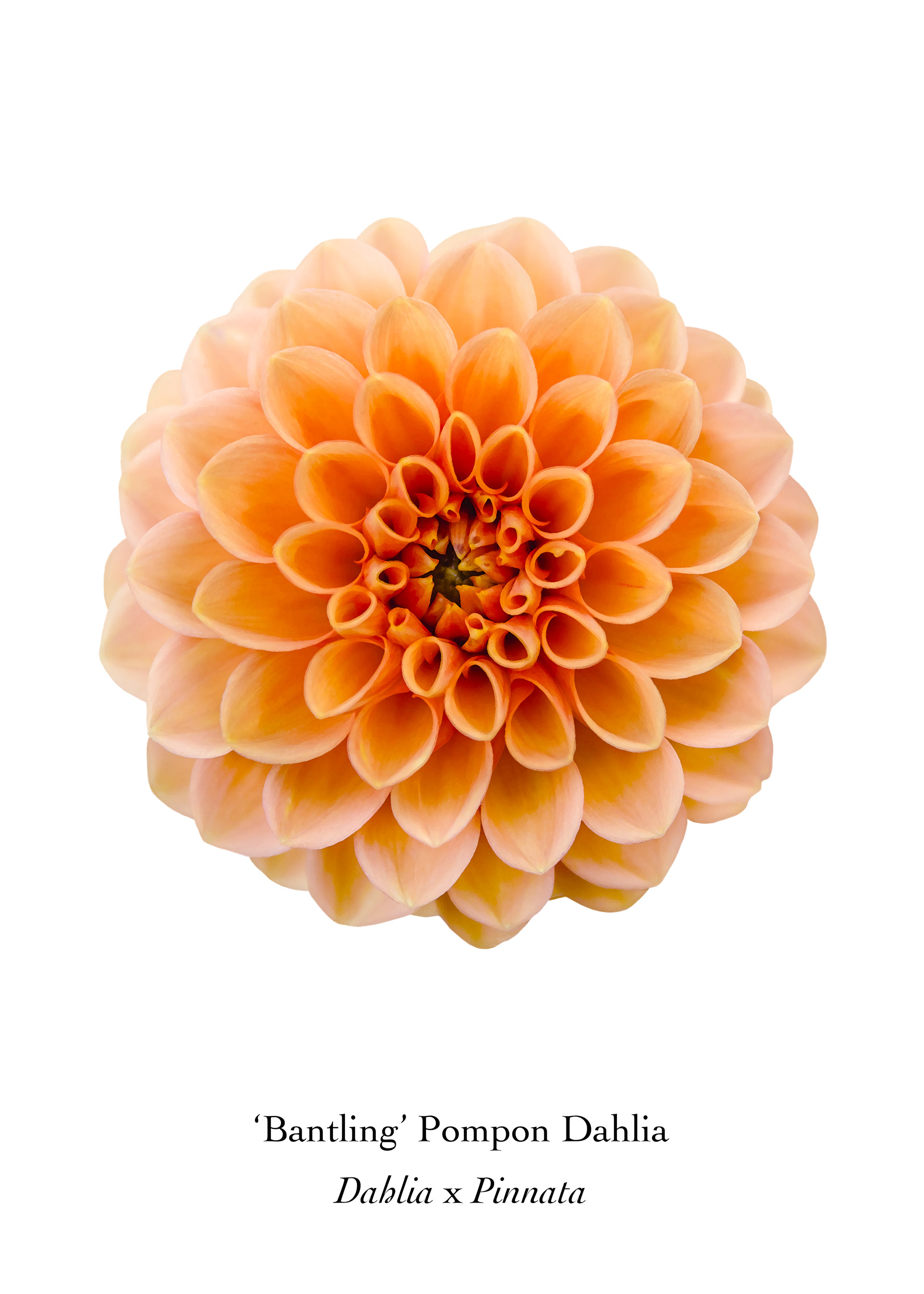 Available at: https://displate.com/displate/1710658