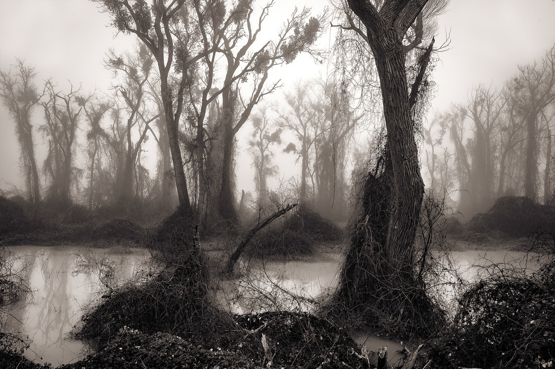 Foggy Morning on the River, 2017