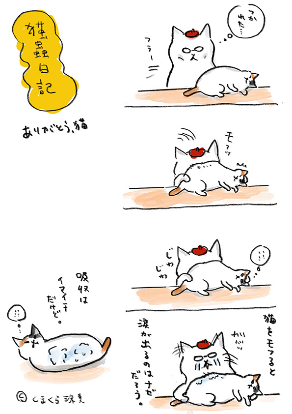 猫蟲日記001