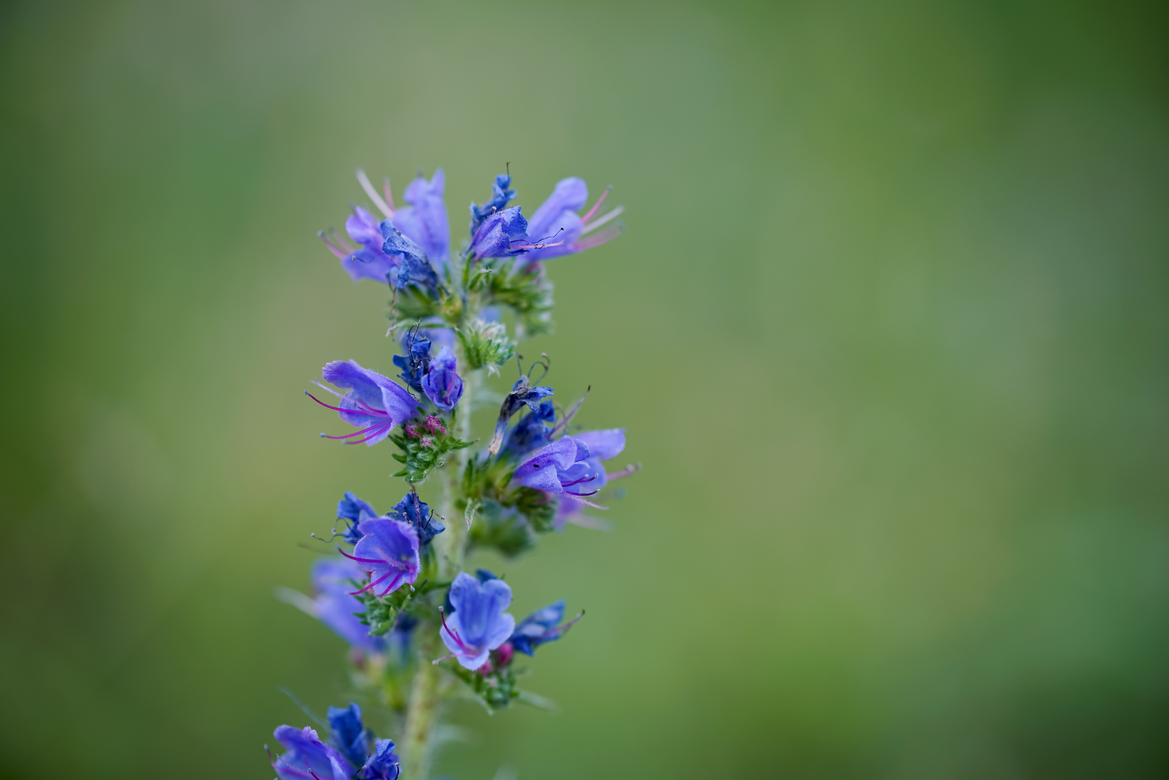 Кочая. Echium vulgare синяк обыкновенный. Трава синяк обыкновенный медонос. Синяк обыкновенный, Румянка (Echium vulgare. Эхиум сорняк.