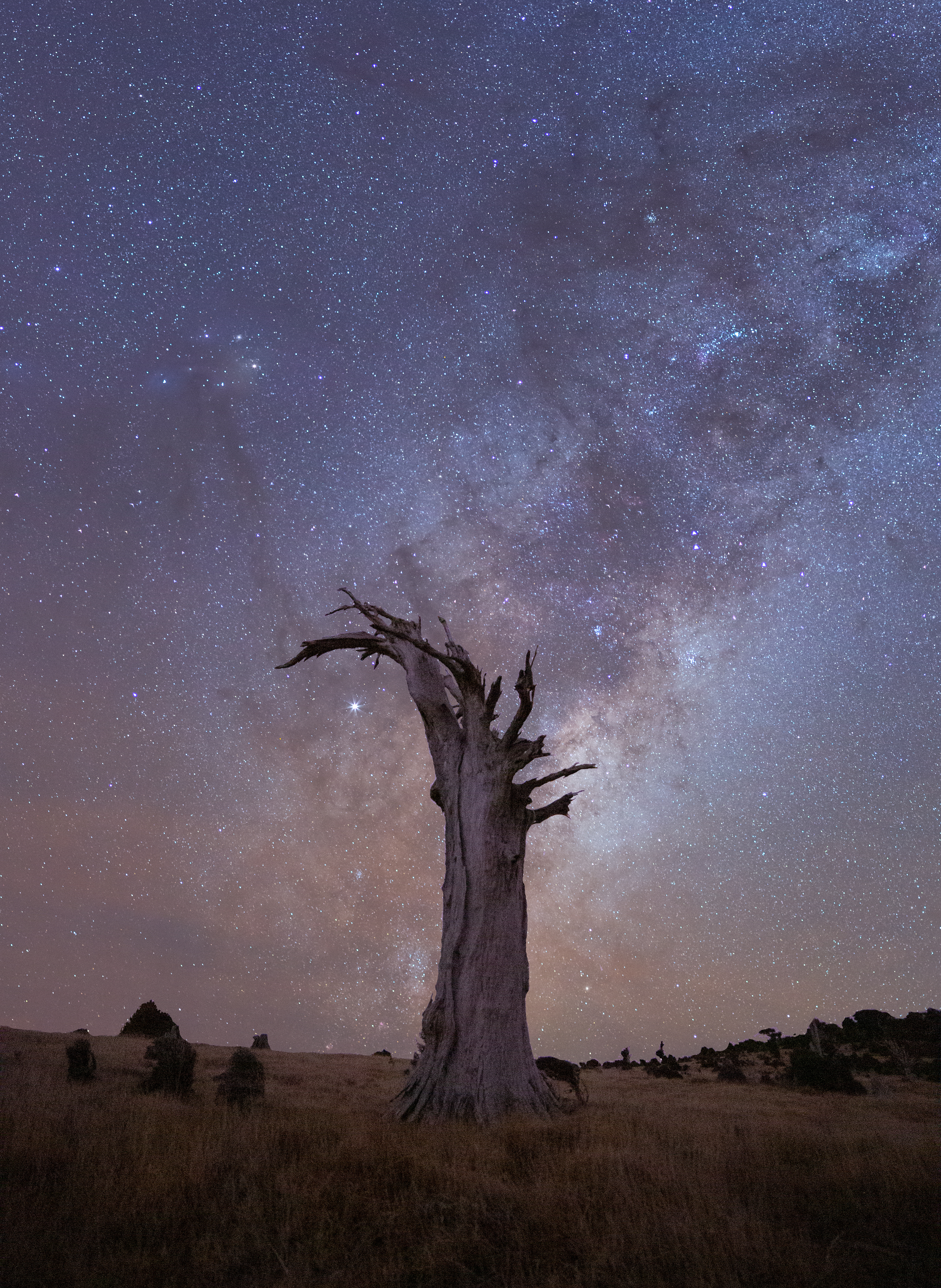 Totara and Milky Way; Banks Peninsula