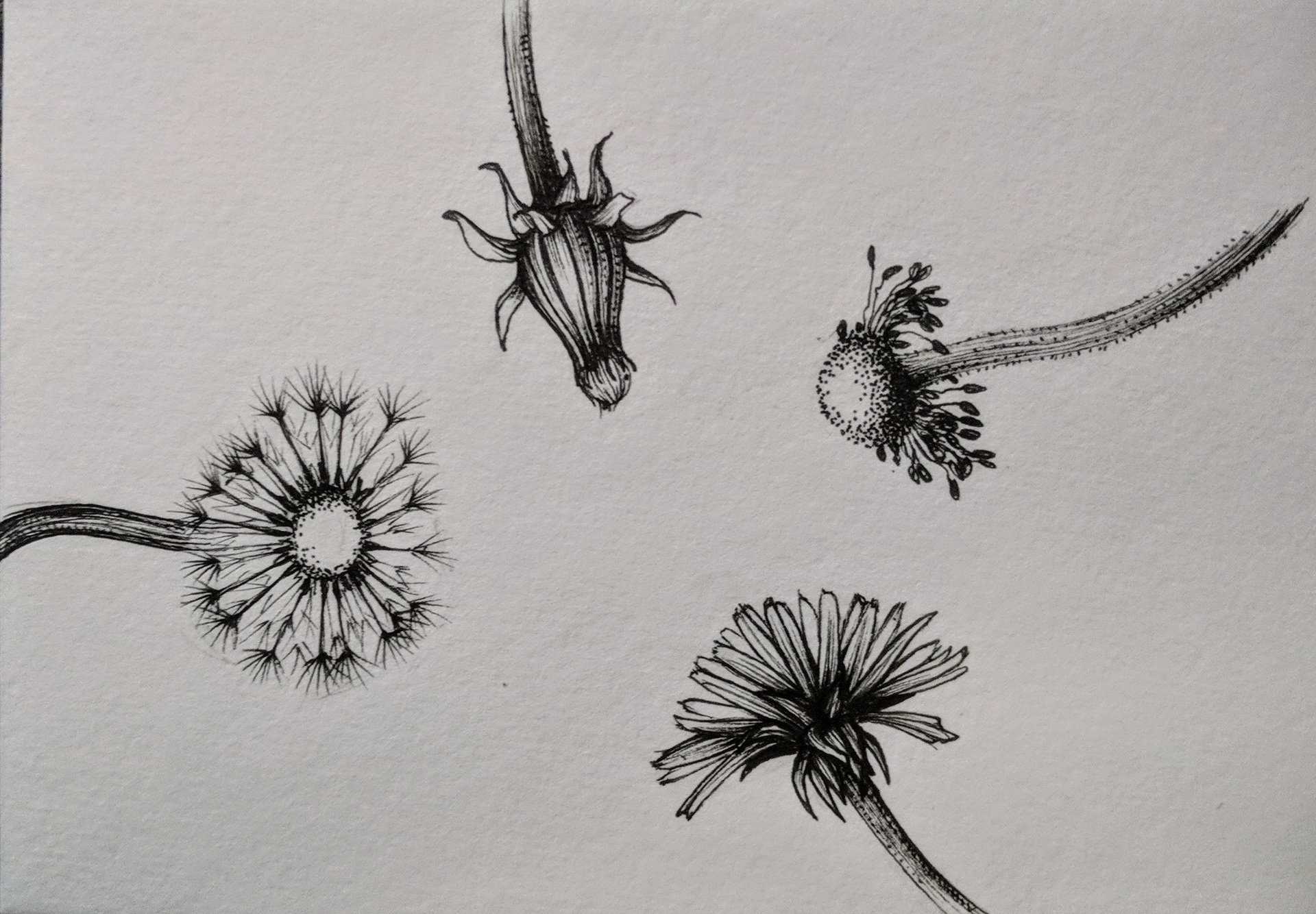 Life cycle, 2018; ink on paper