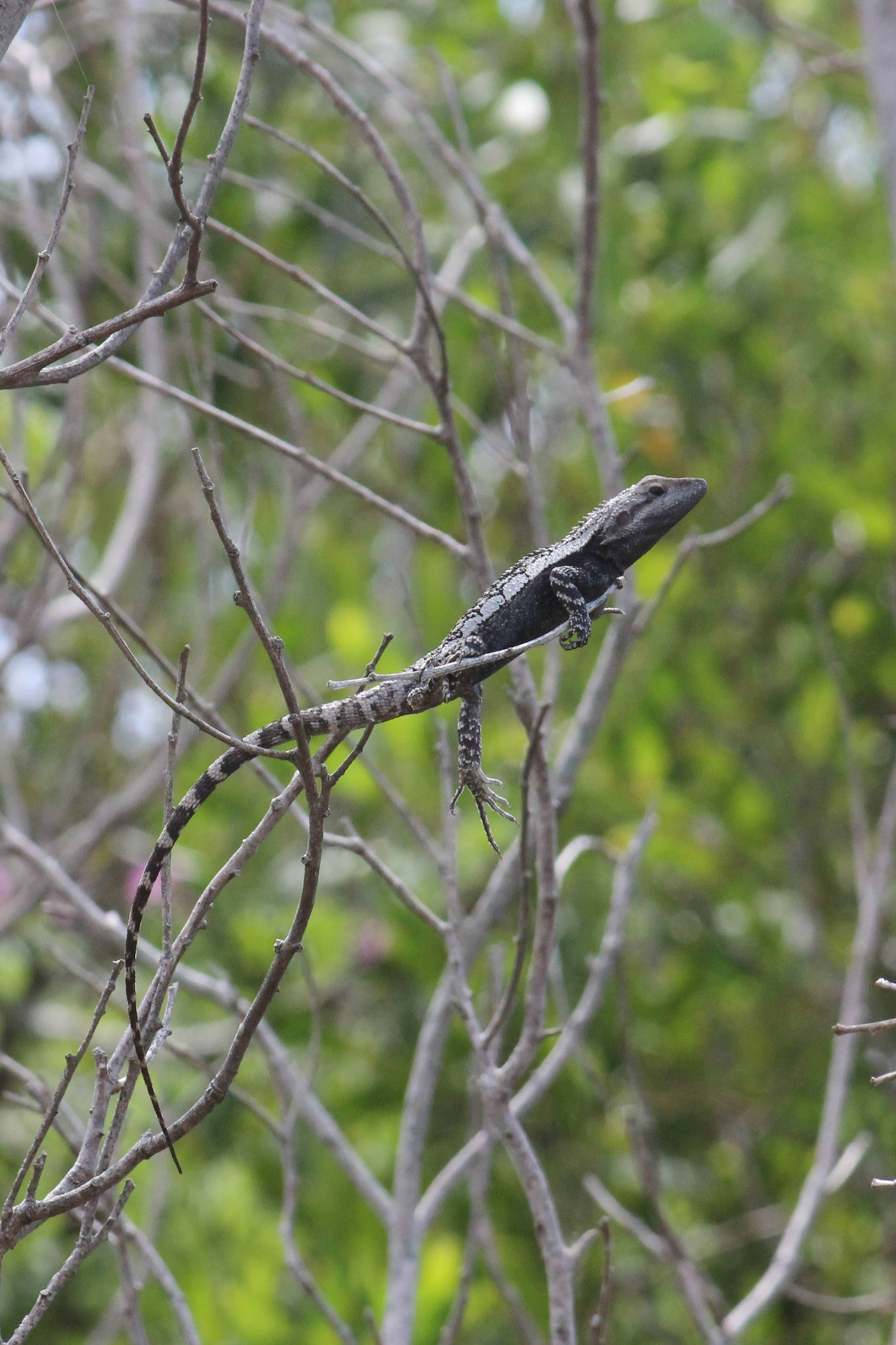 Loitering Lizard, 2018