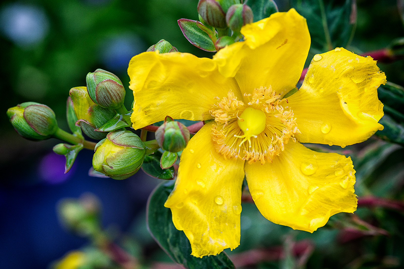 HYPERICUM X HIDCOTEENSE 'HIDCOTE'