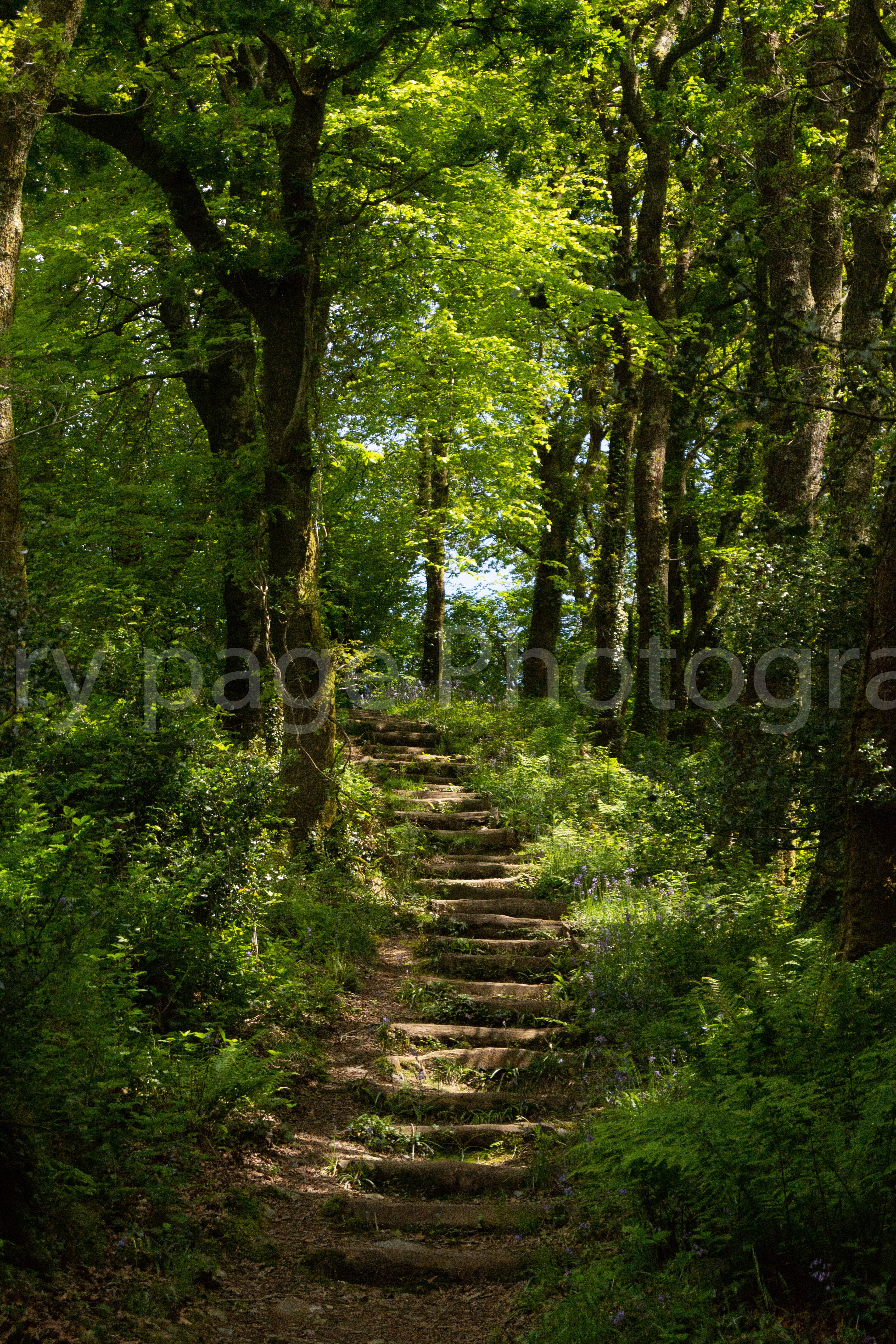Woodland walk Cornwall