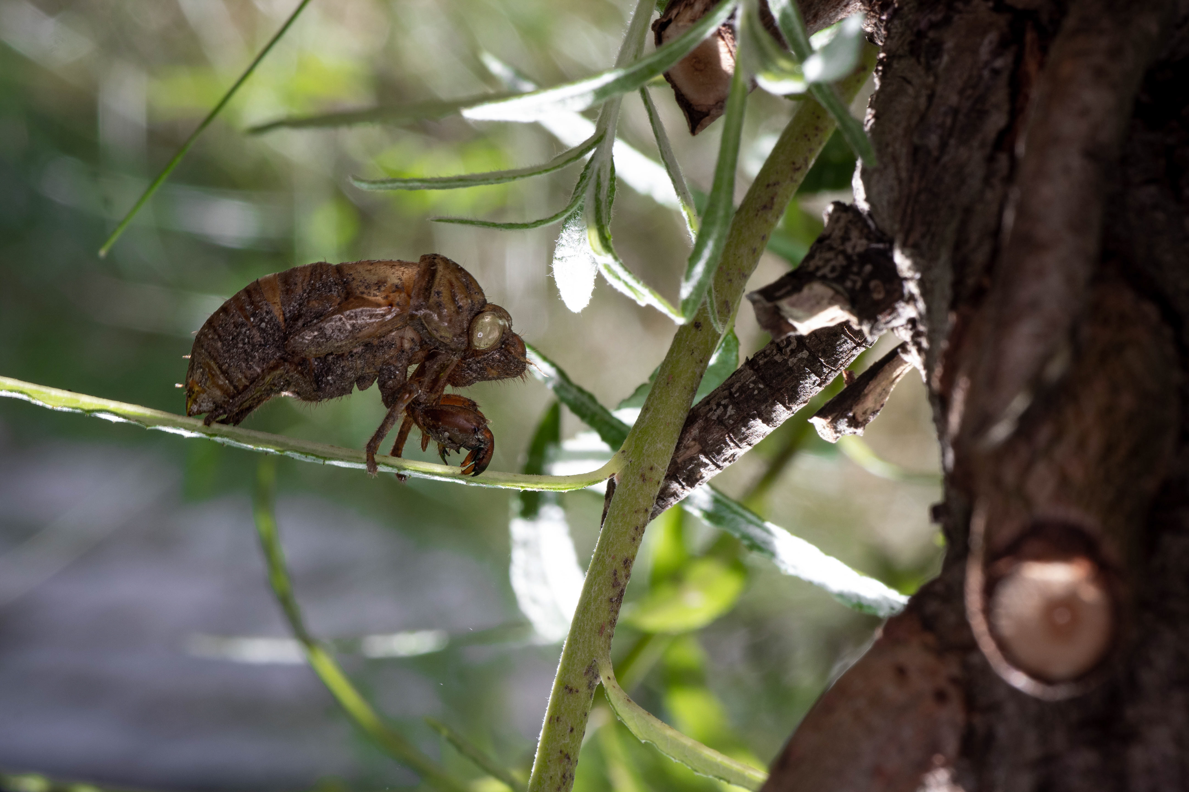 dog-day cicada's exoskeleton