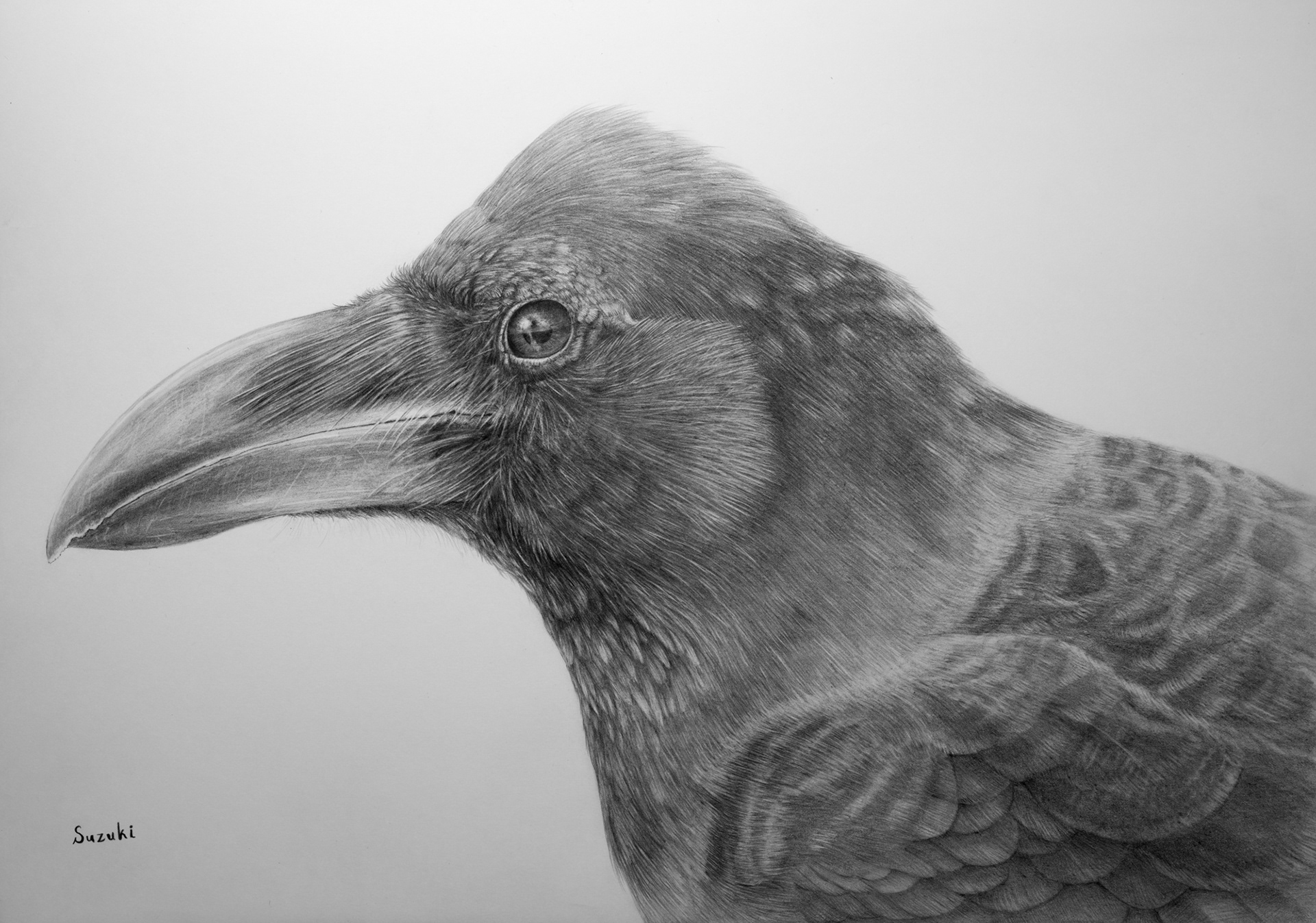 Pencil drawing bird crow