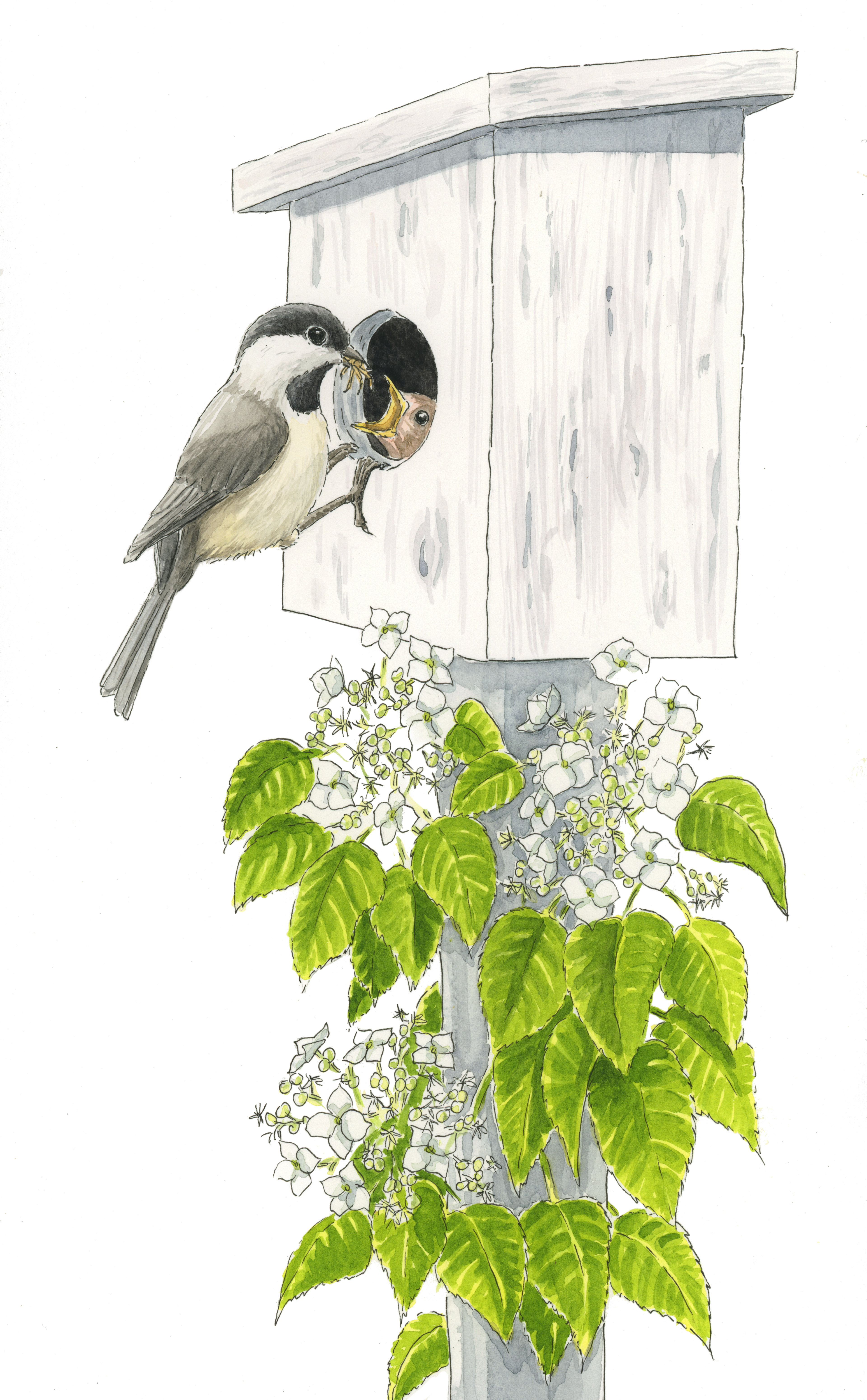 Chickadee Feeding Chick