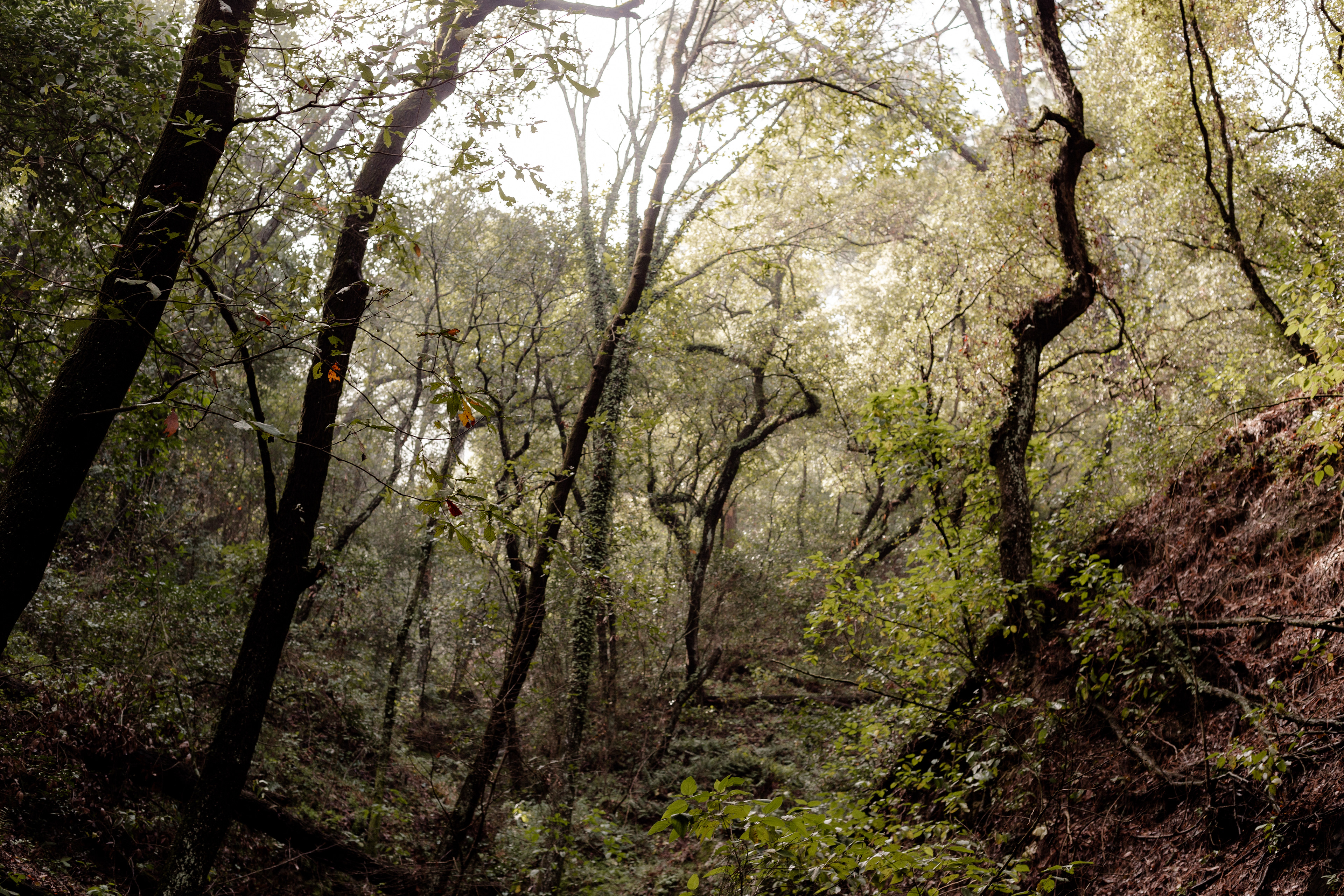 Crooked Forest | 2019