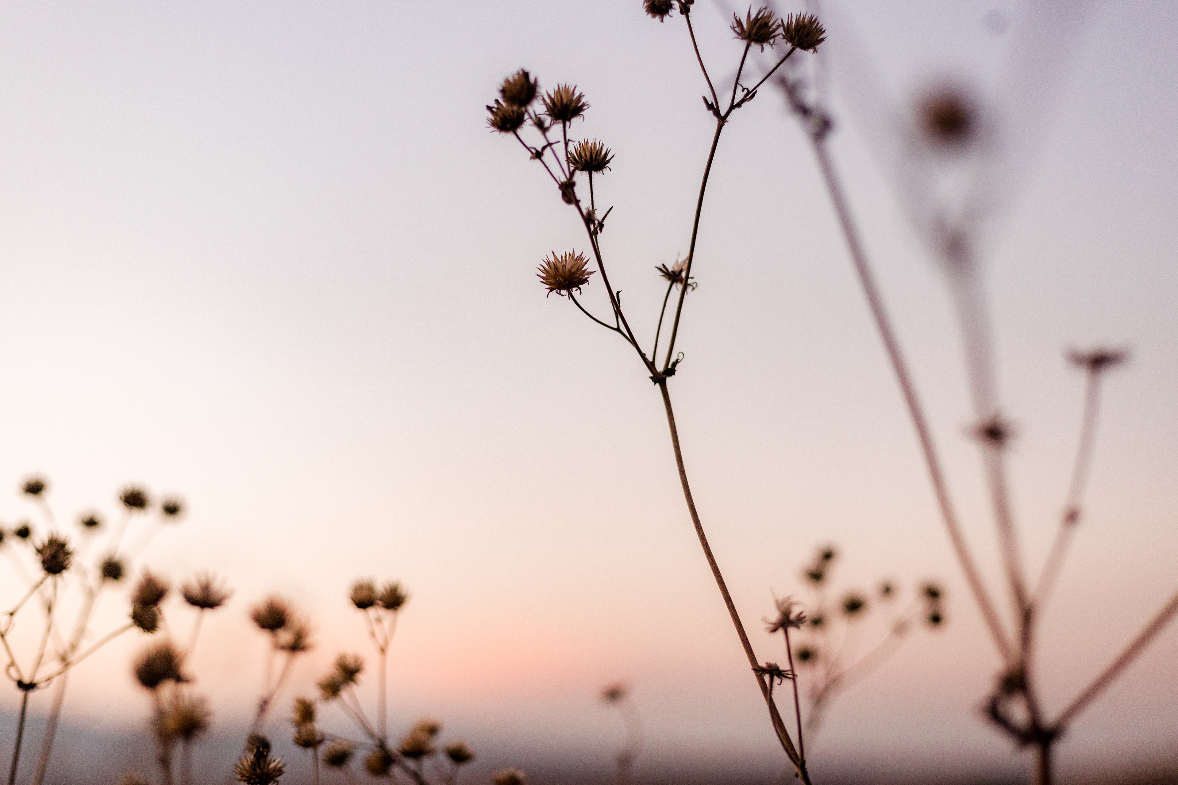 Sunset Flower | 2020