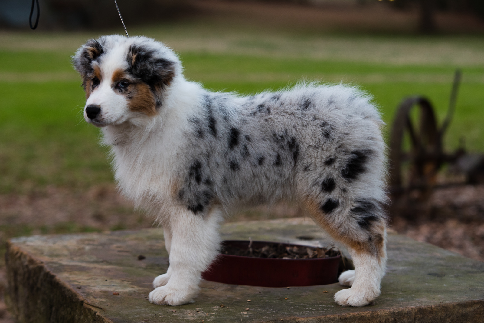 13 weeks