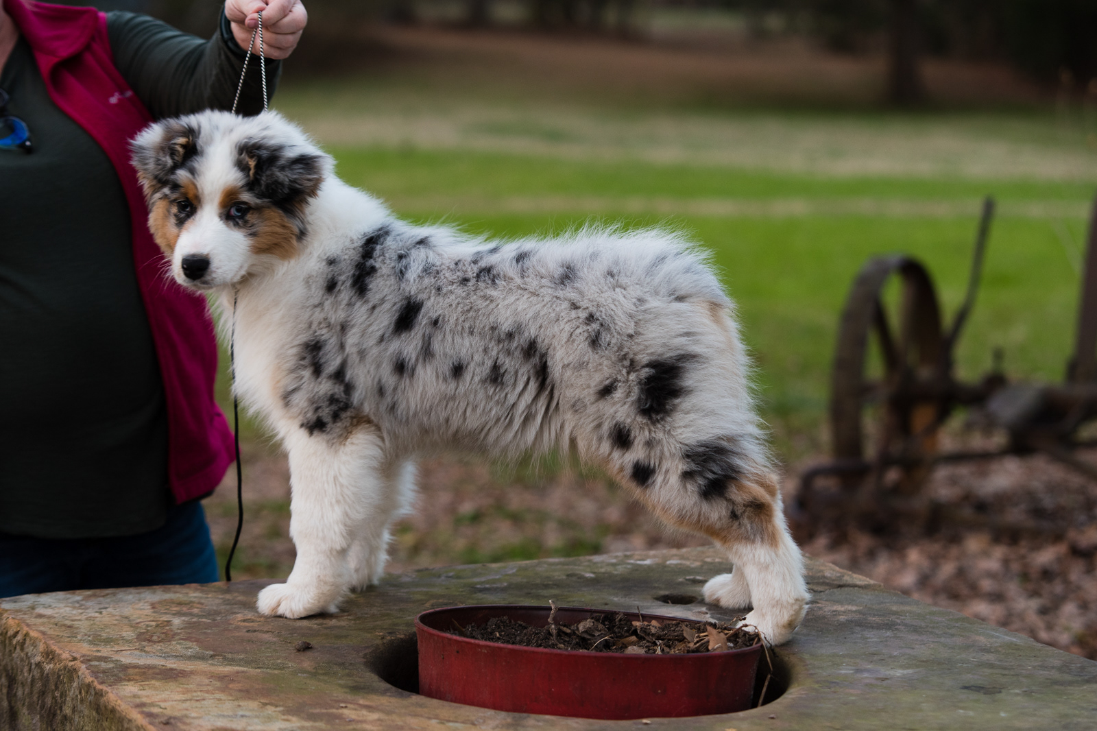 13 weeks
