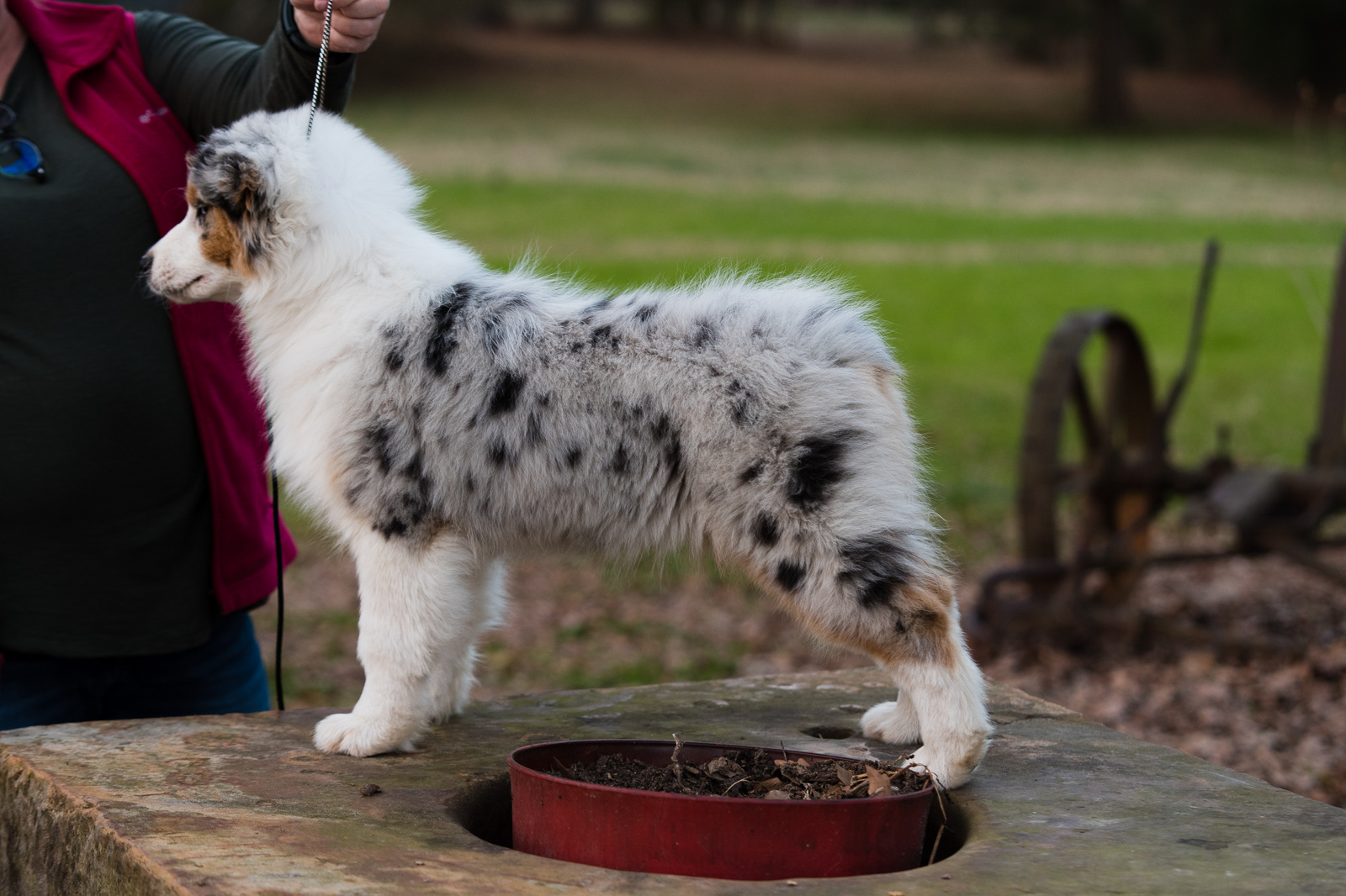 13 weeks