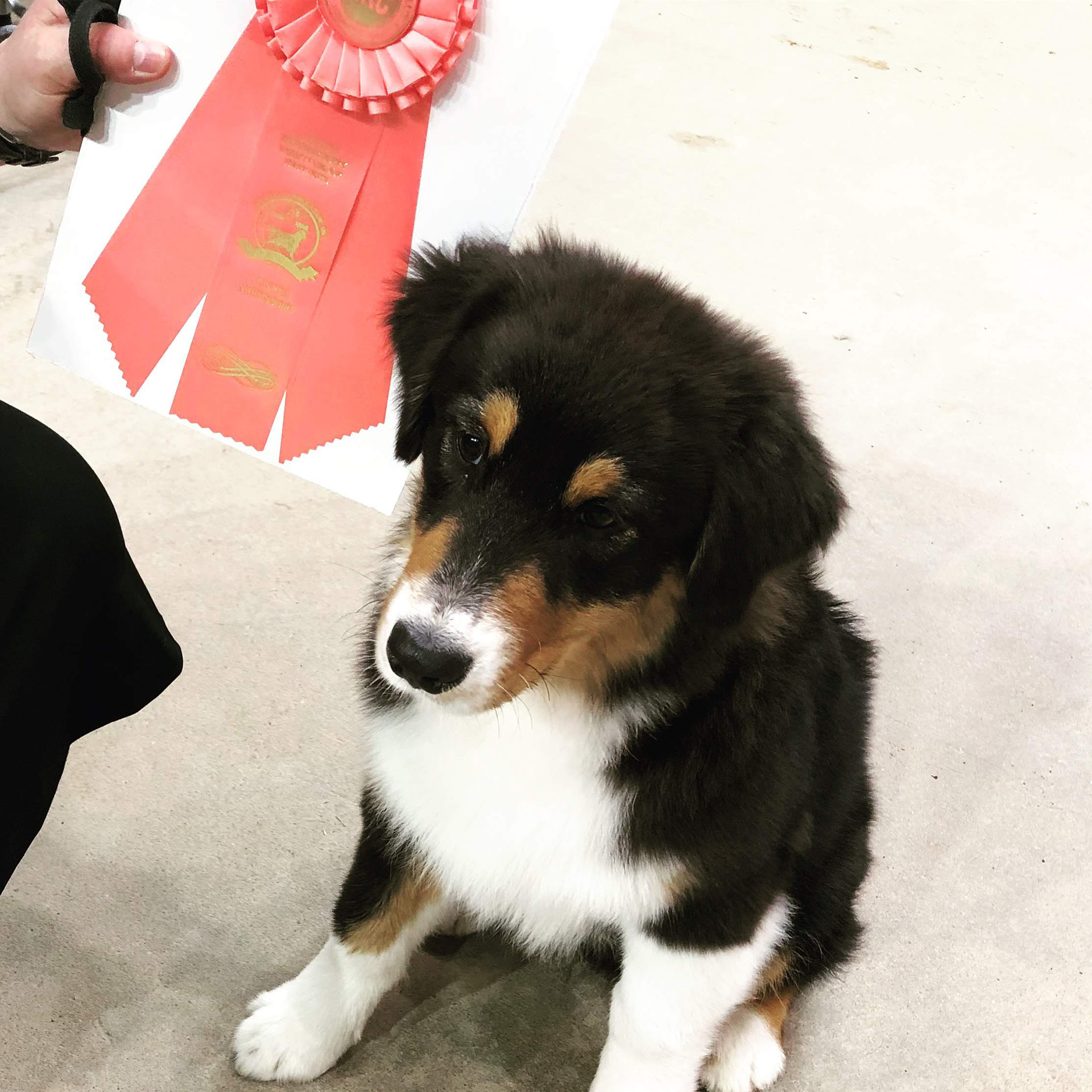 Herding Group Best Puppy 1st show