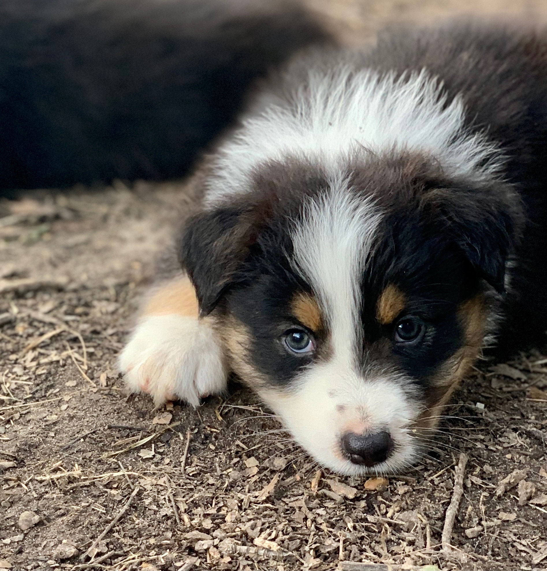 Reggie