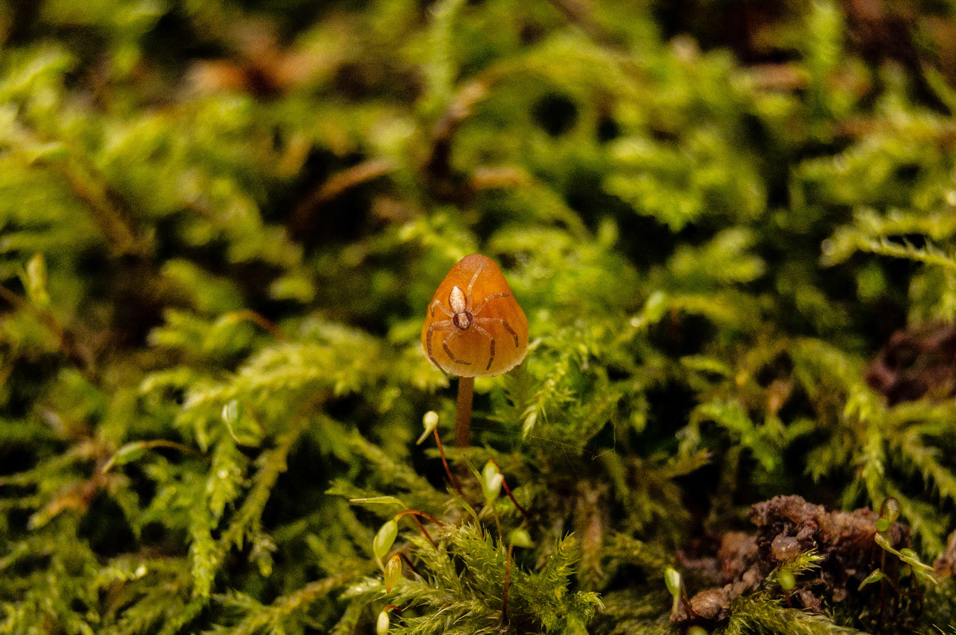 A crab spider sits atop a mushroom along the Hoffman Hill Trail, Dupont, WA