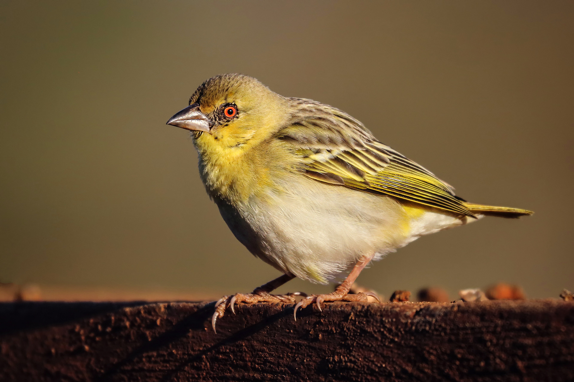 alan-jones-photography-birds-of-kwa-zulu-natal-2