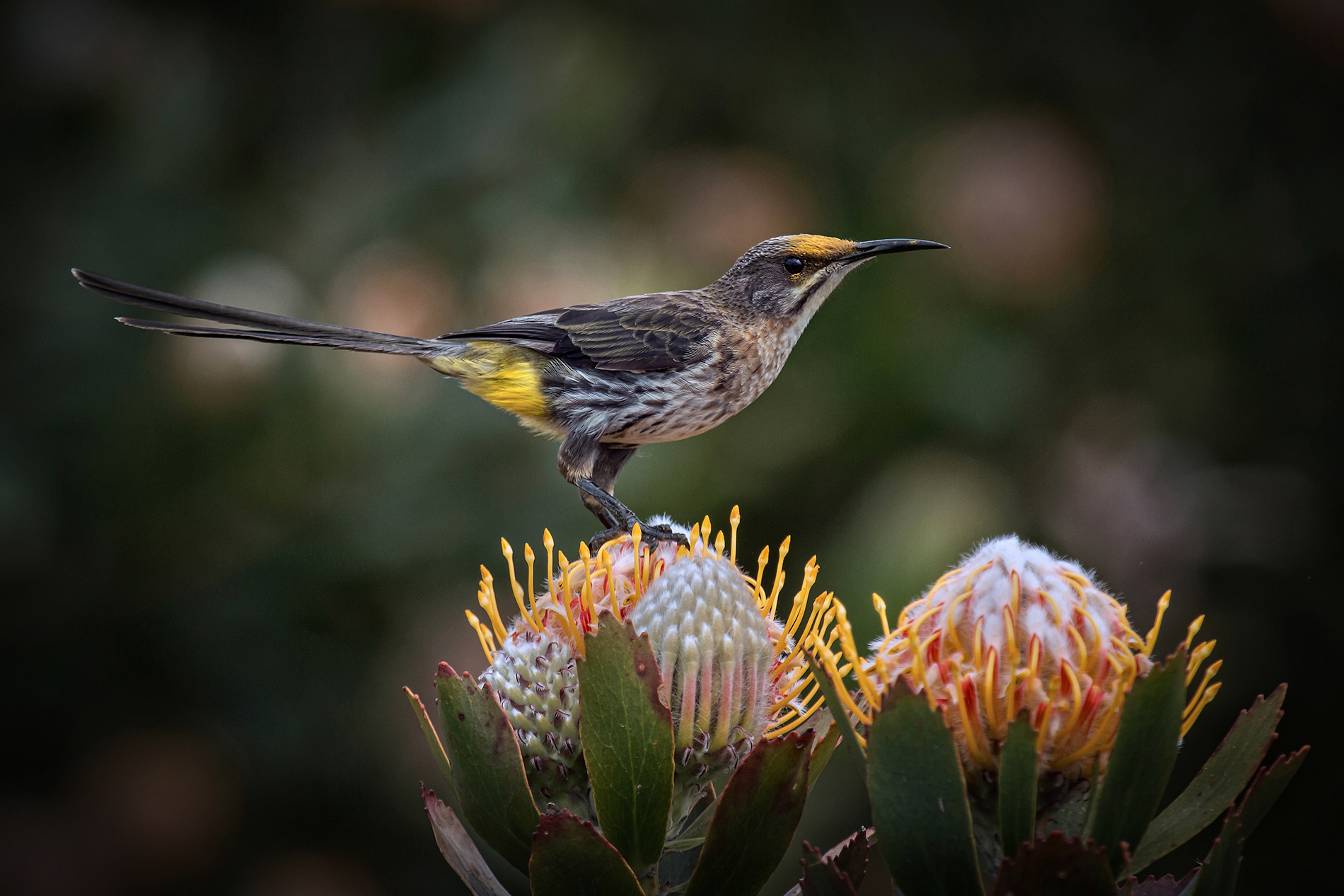 Alan Jones Photography - Birds of the Western Cape 1