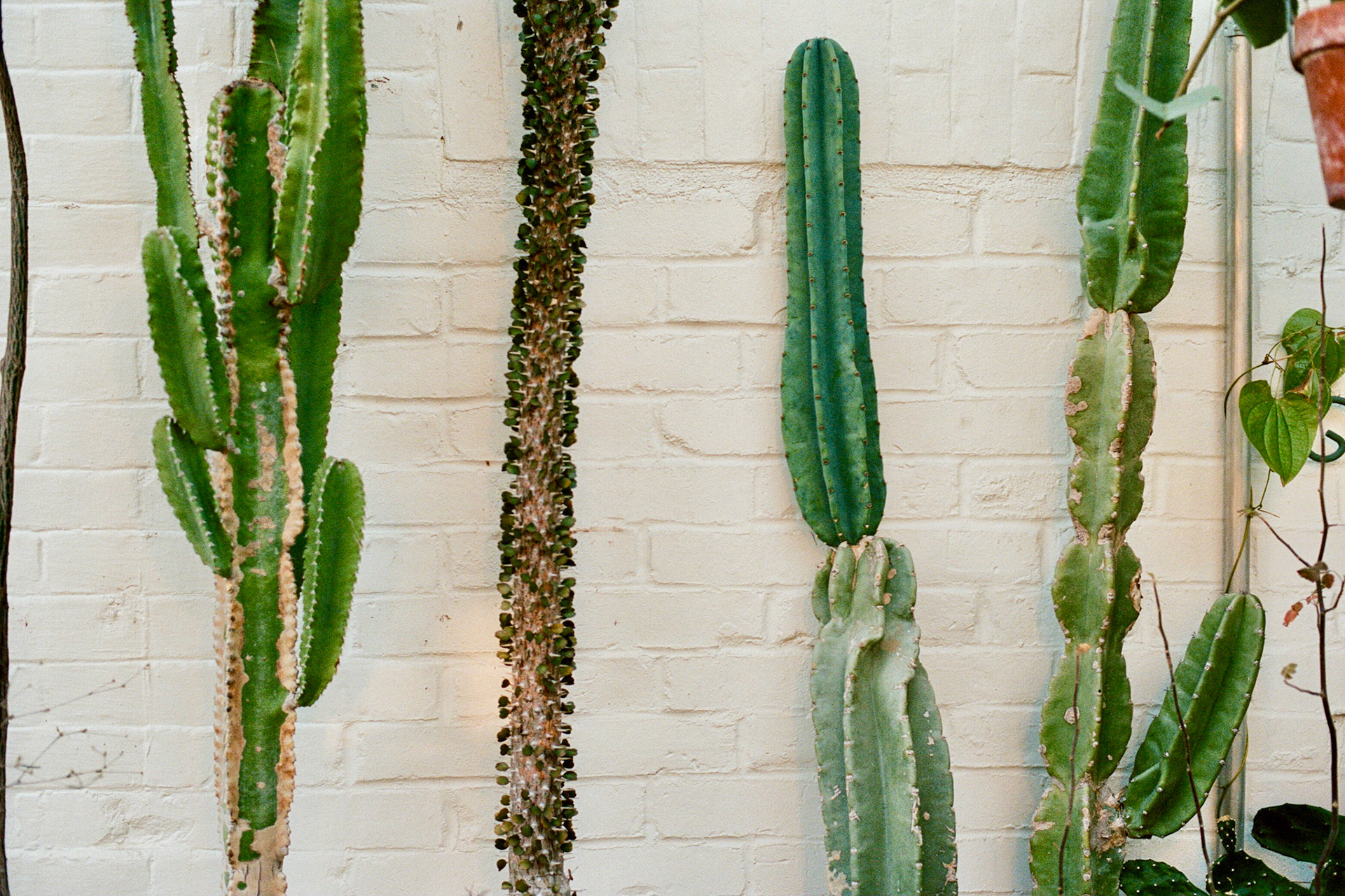 Cacti