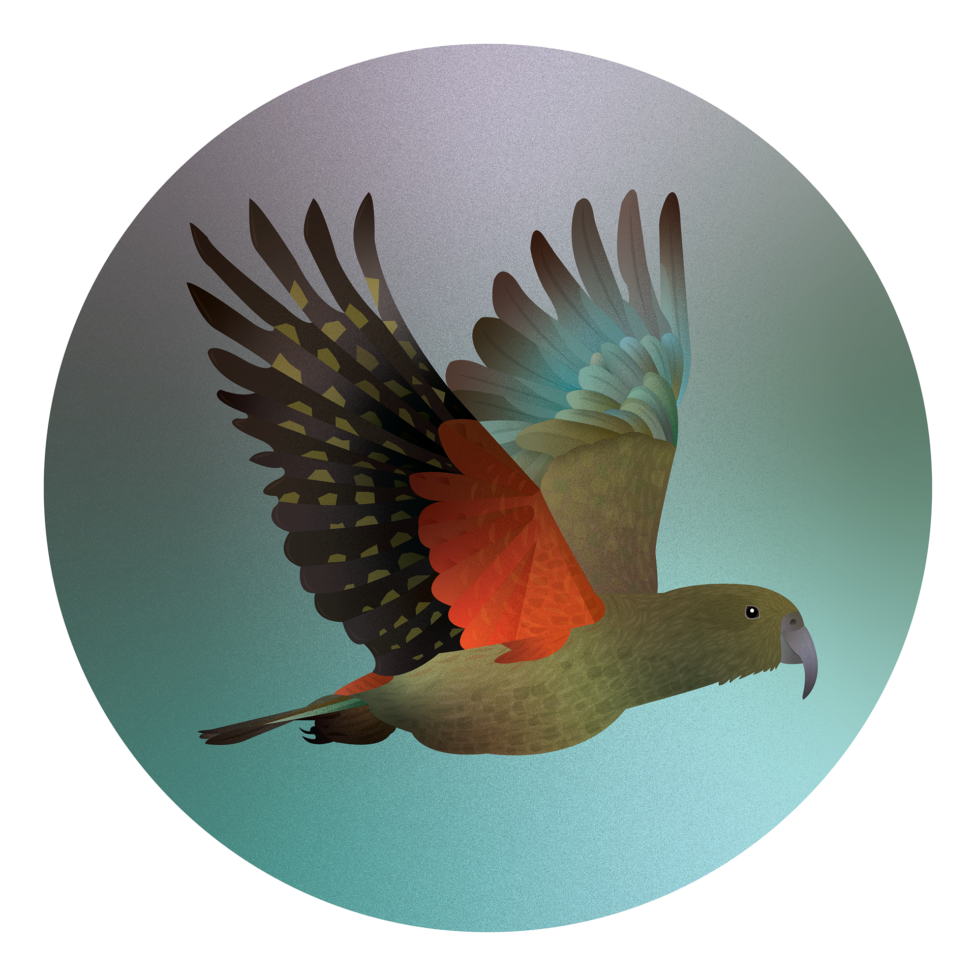 natalie-slack-new-zealand-native-bird-illustrations