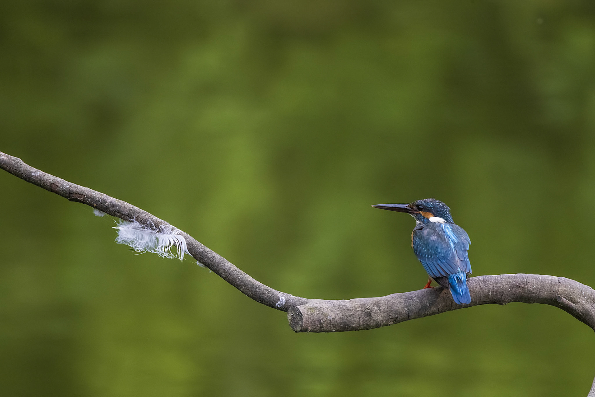 カワセミ メス kingfisher 薬師池公園