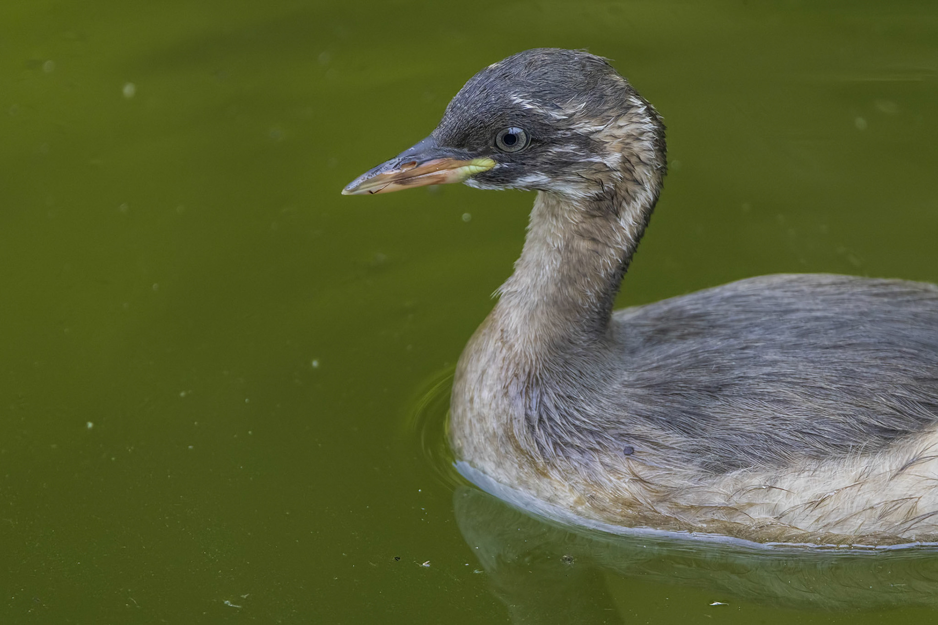 カイツブリ 薬師池公園 幼鳥