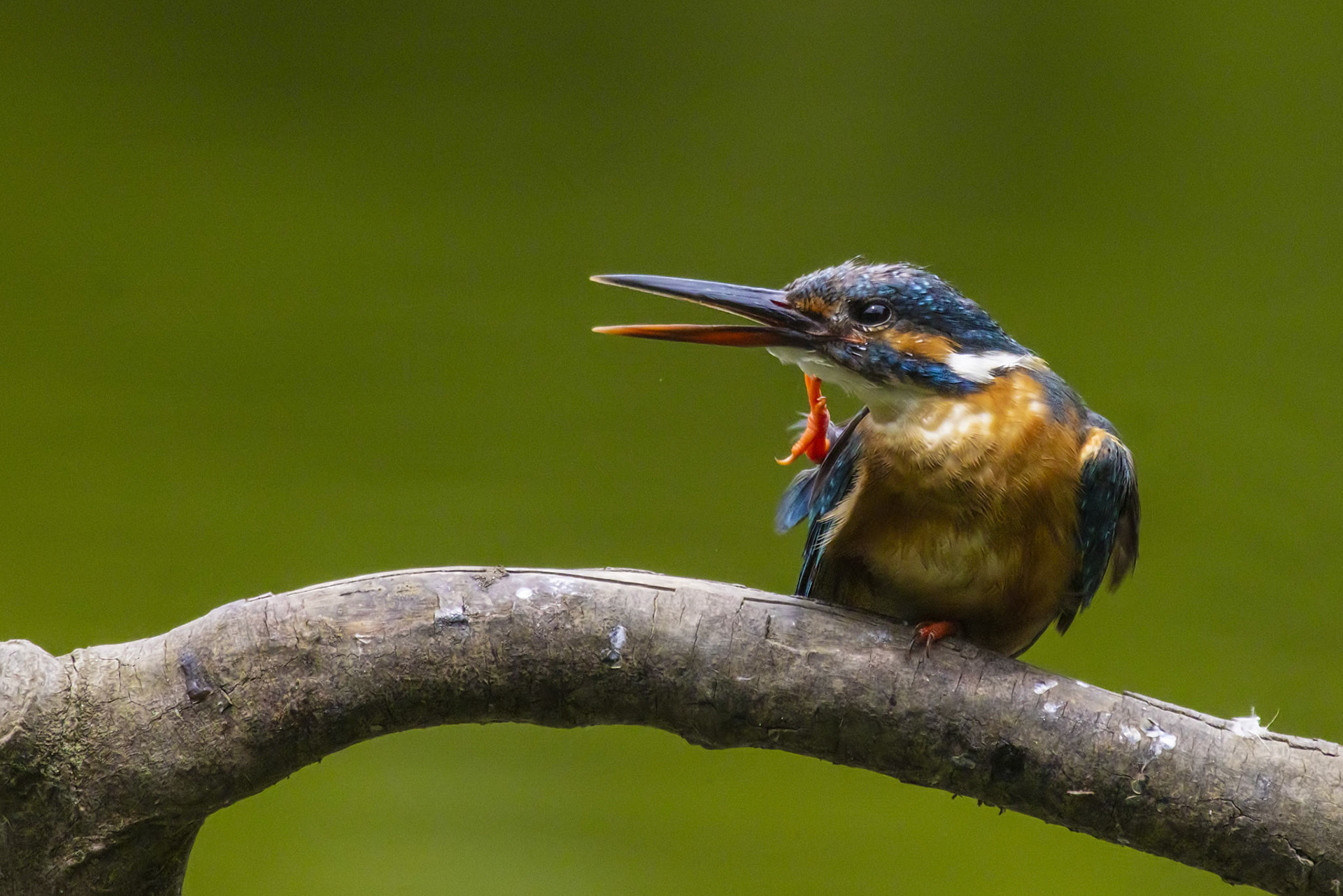 カワセミ メス kingfisher 薬師池公園