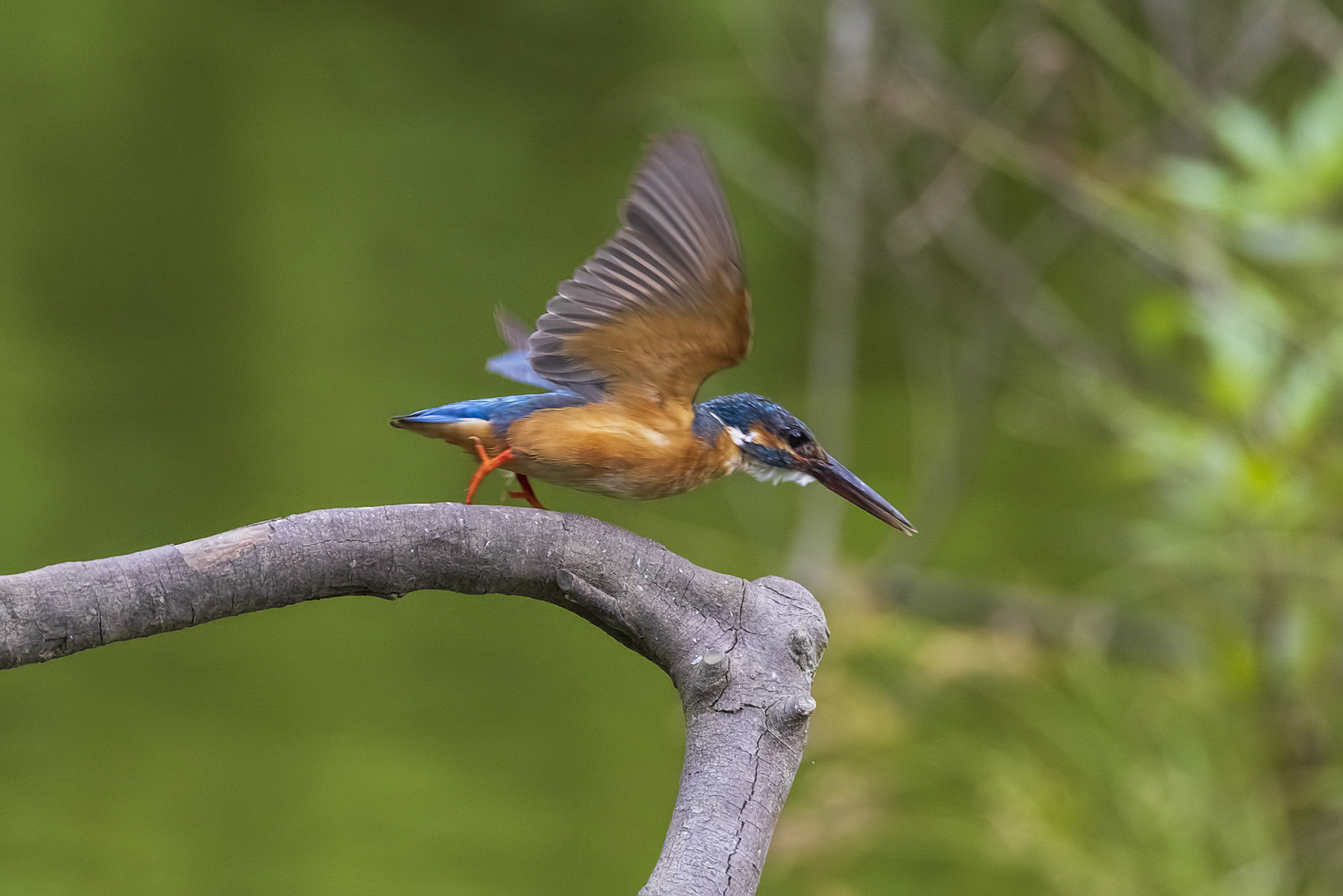 カワセミ メス kingfisher 薬師池公園