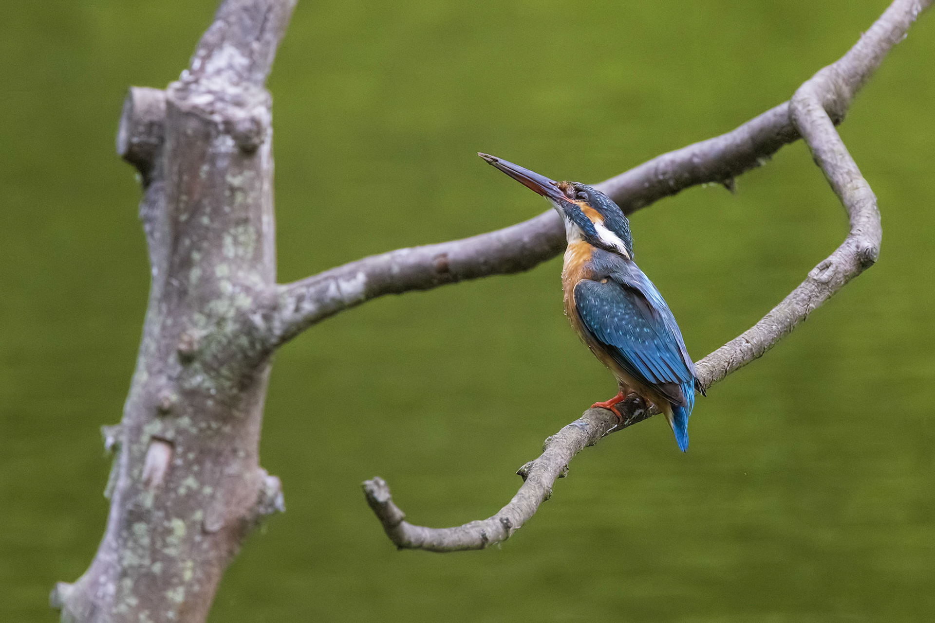 カワセミ メス kingfisher 薬師池公園
