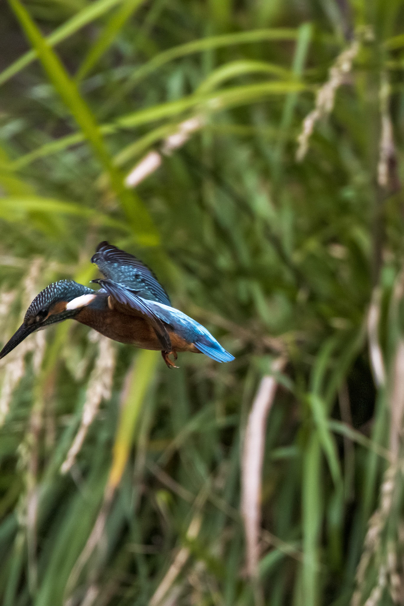 カワセミ オス kingfisher 広袴公園 真光寺川