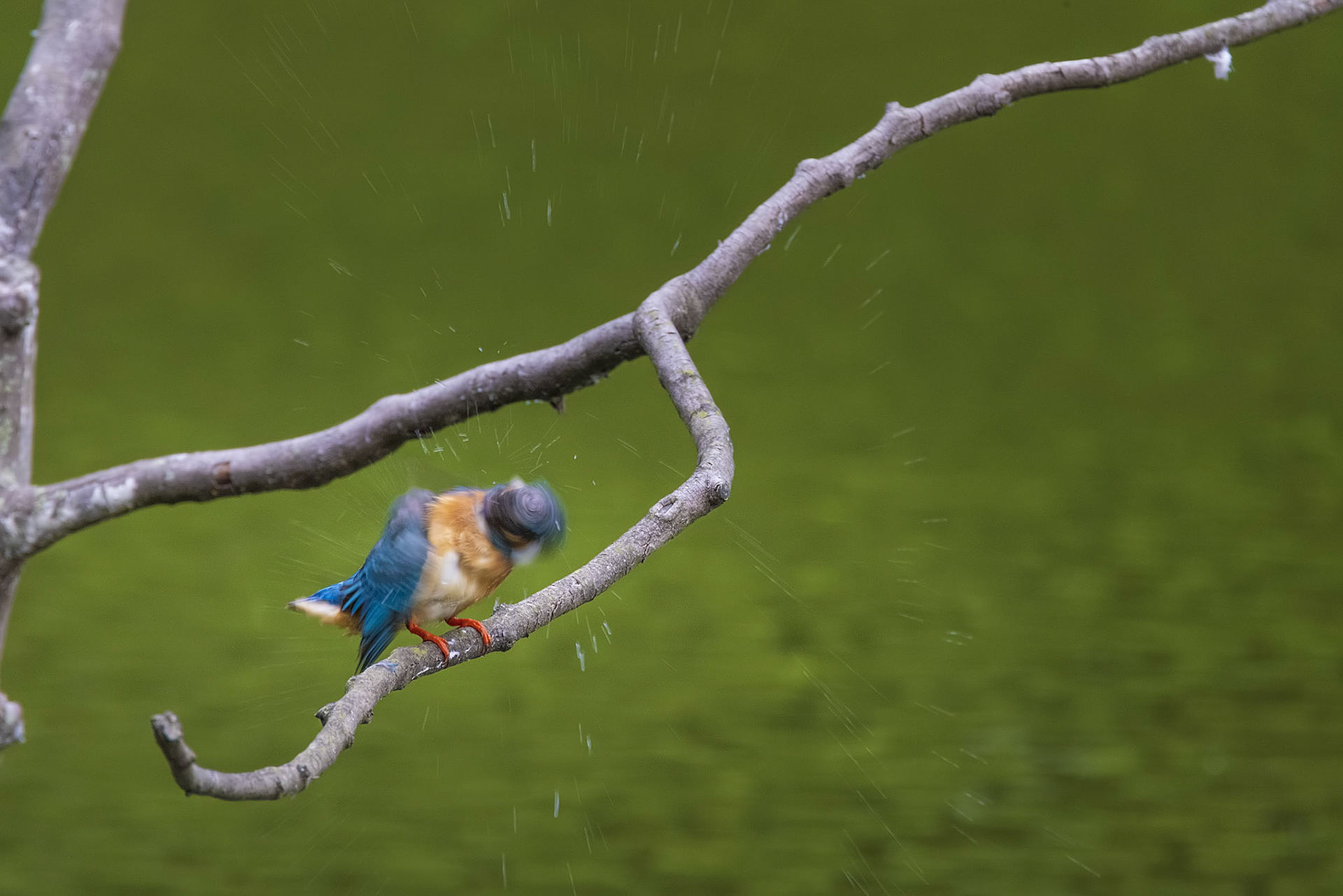 カワセミ メス kingfisher 薬師池公園