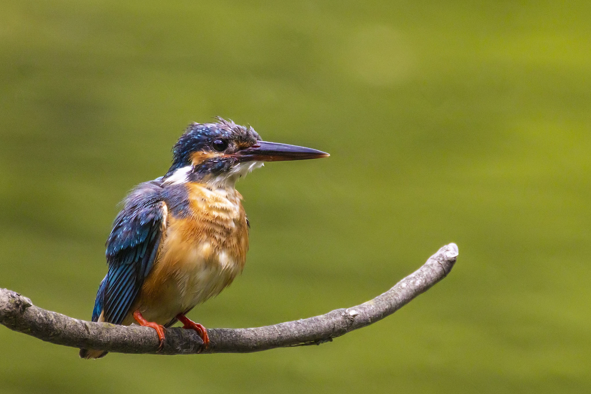 カワセミ メス kingfisher 薬師池公園