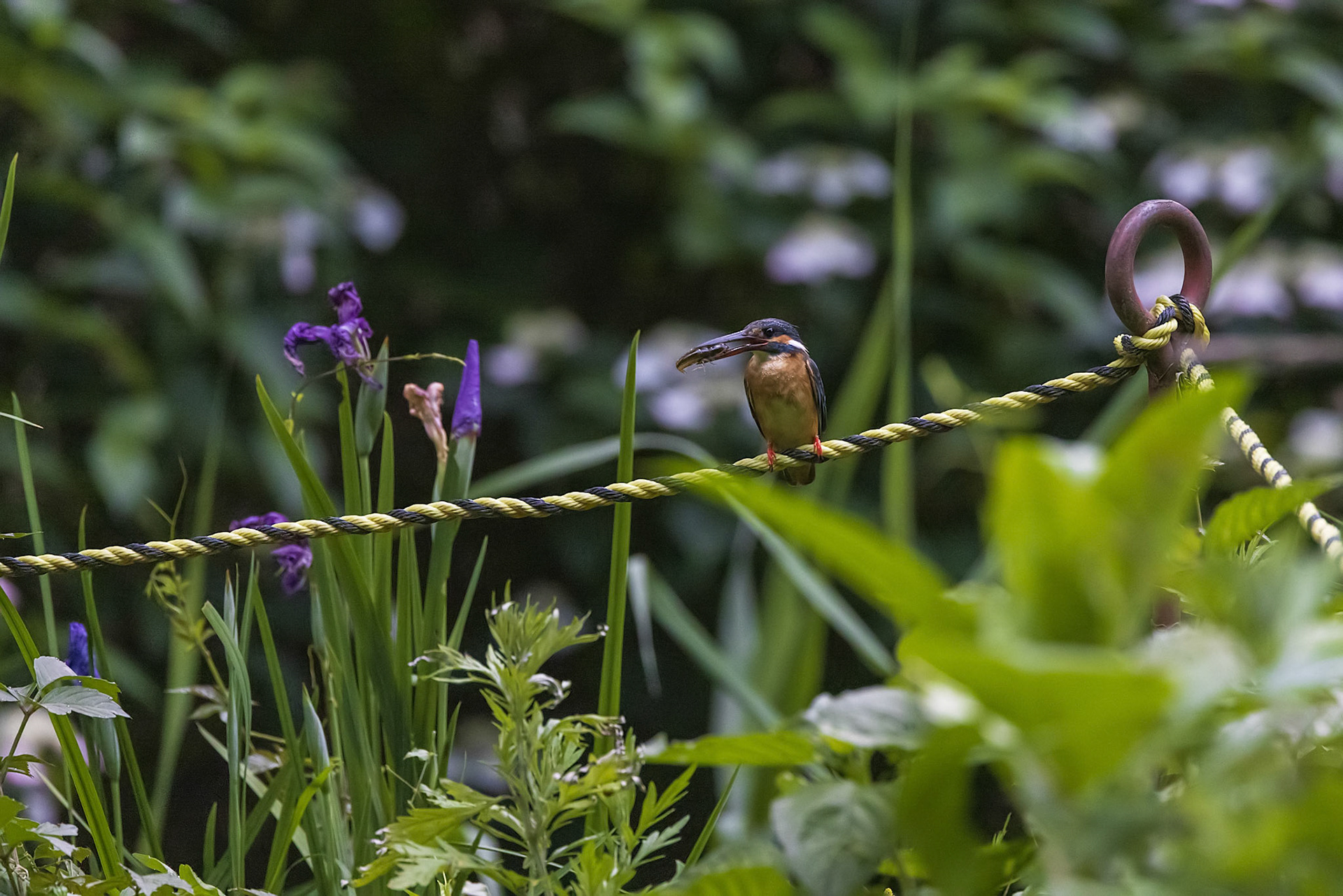 カワセミ メス kingfisher 薬師池公園