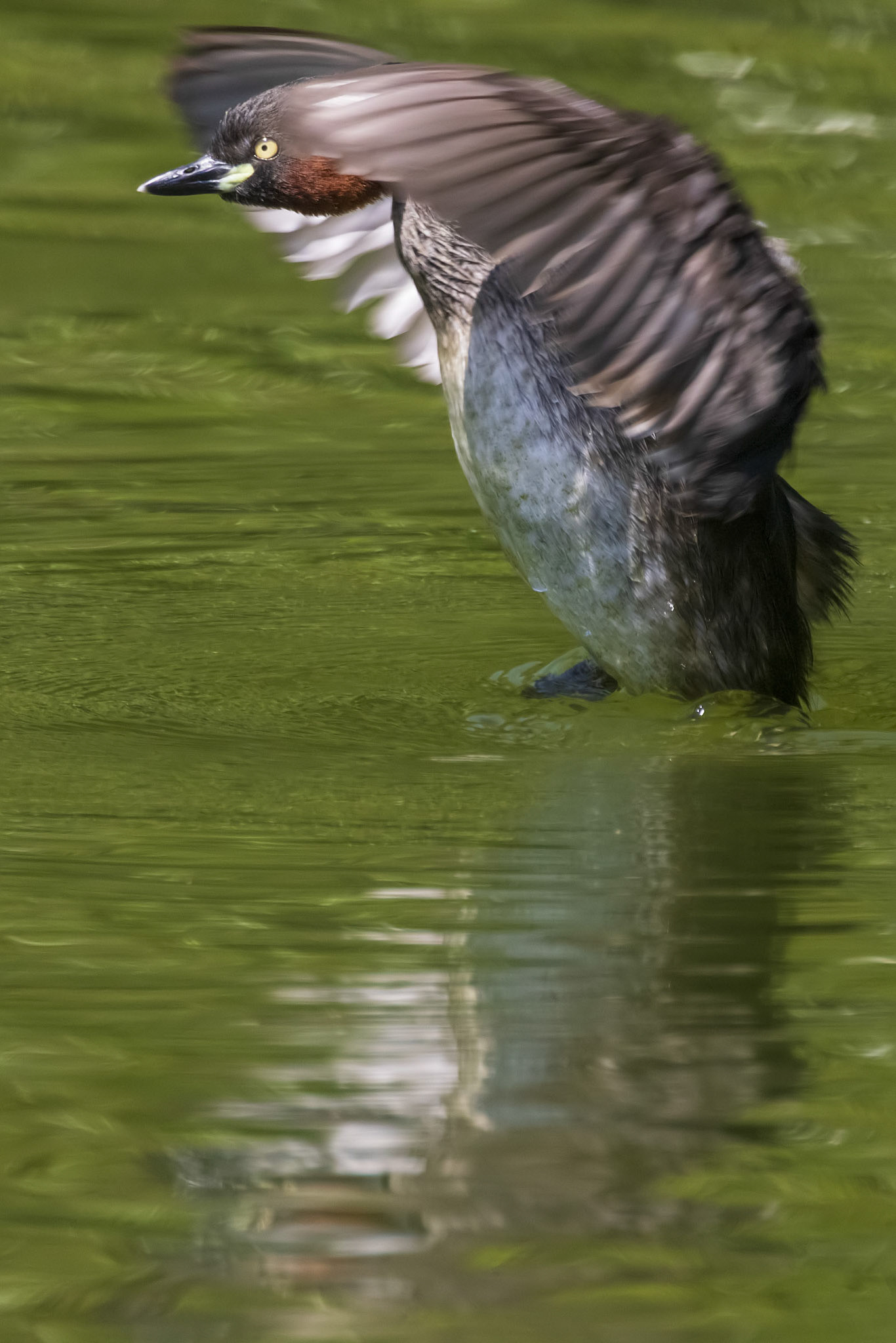 カイツブリ 薬師池公園 羽ばたき