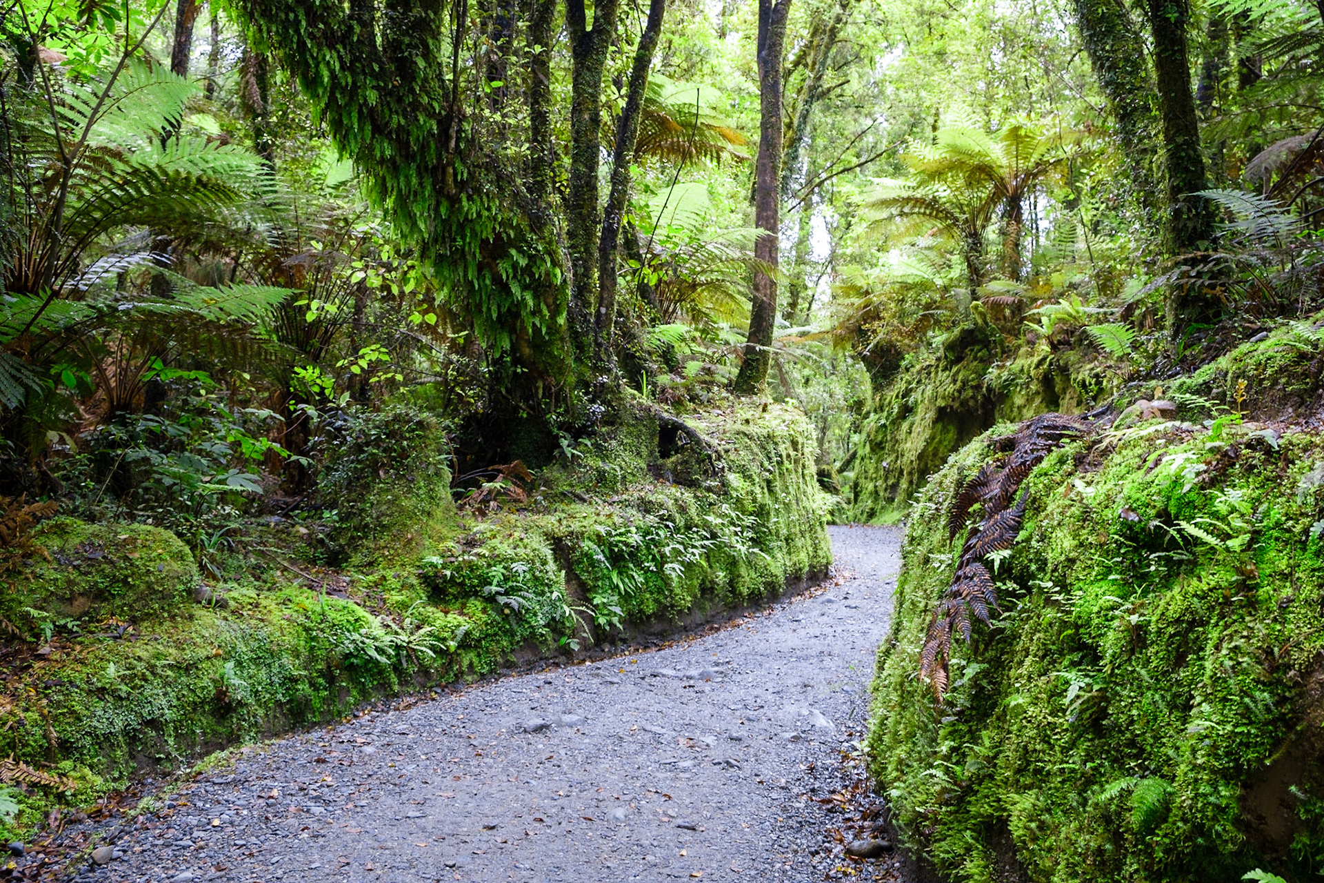 lake matheson walk