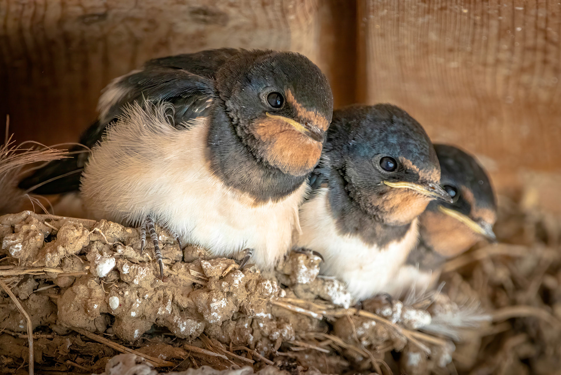 Swallow Nest 2