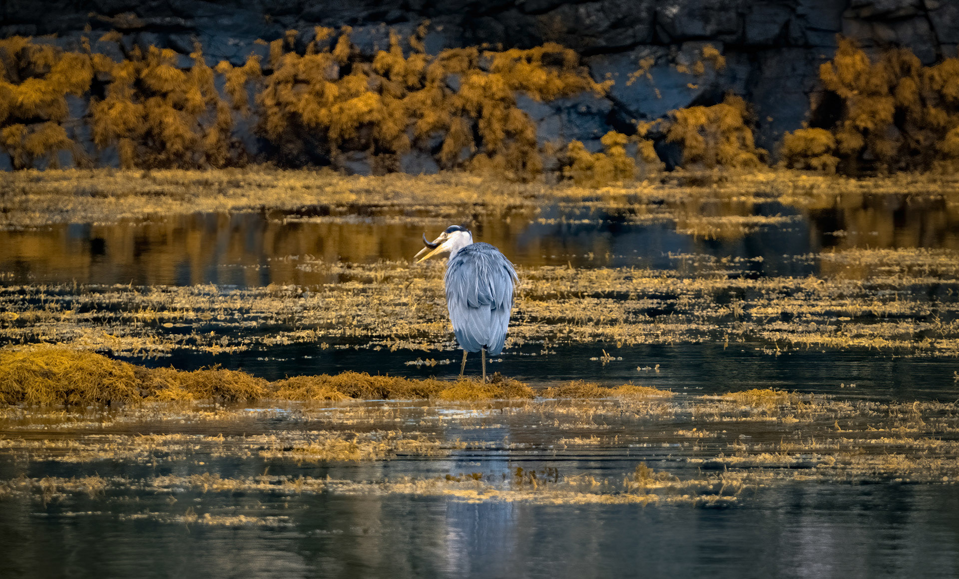 Heron Catch
