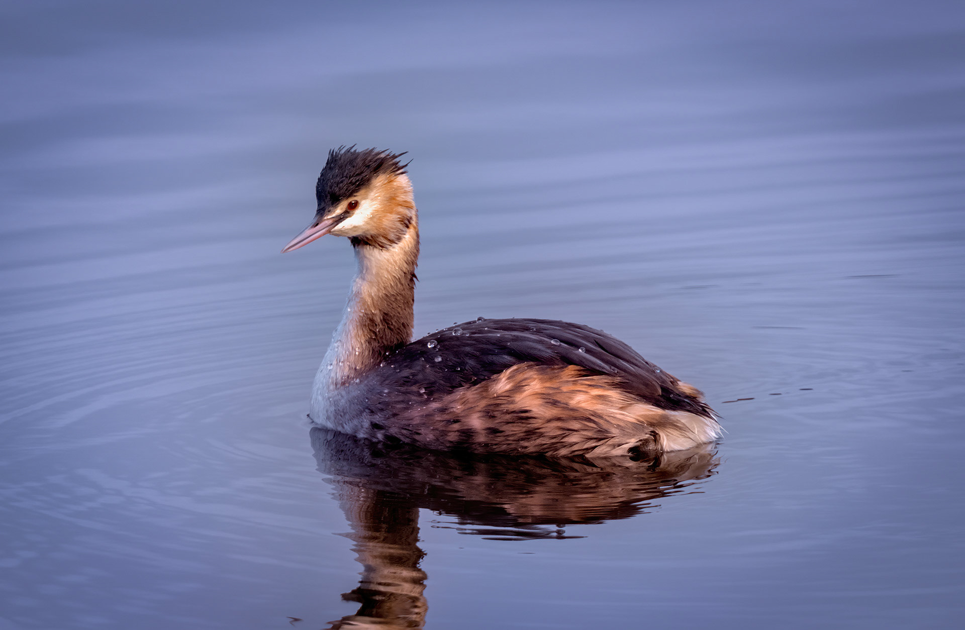 Crested Grebe Female Mere Sands Wood 18-02-2018