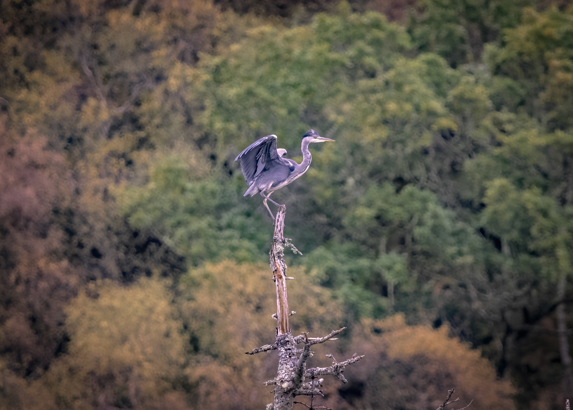 Perched Heron