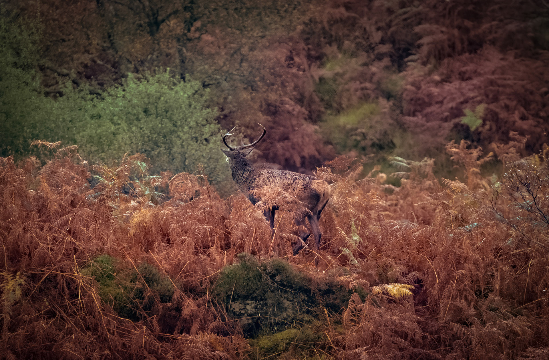 Stag Call
