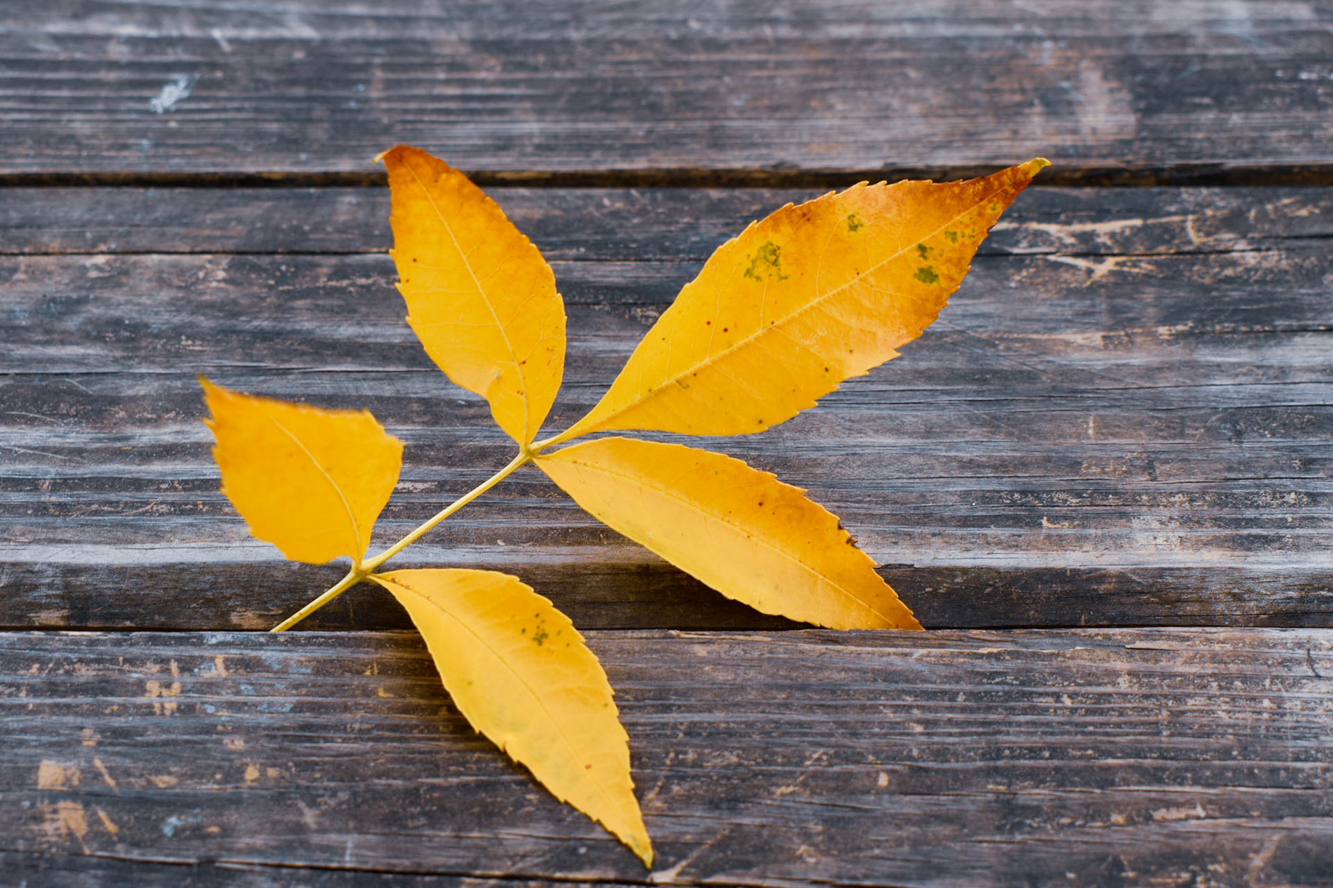 Yellow leaves - Congress Park - Saratoga Springs NY - October 2020
